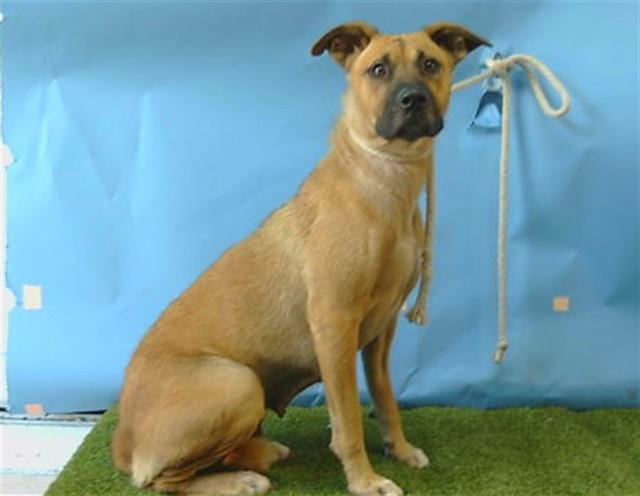 Enlarge RAVEN, a Adoptable mixed breed in Gardena, CA image 1/1