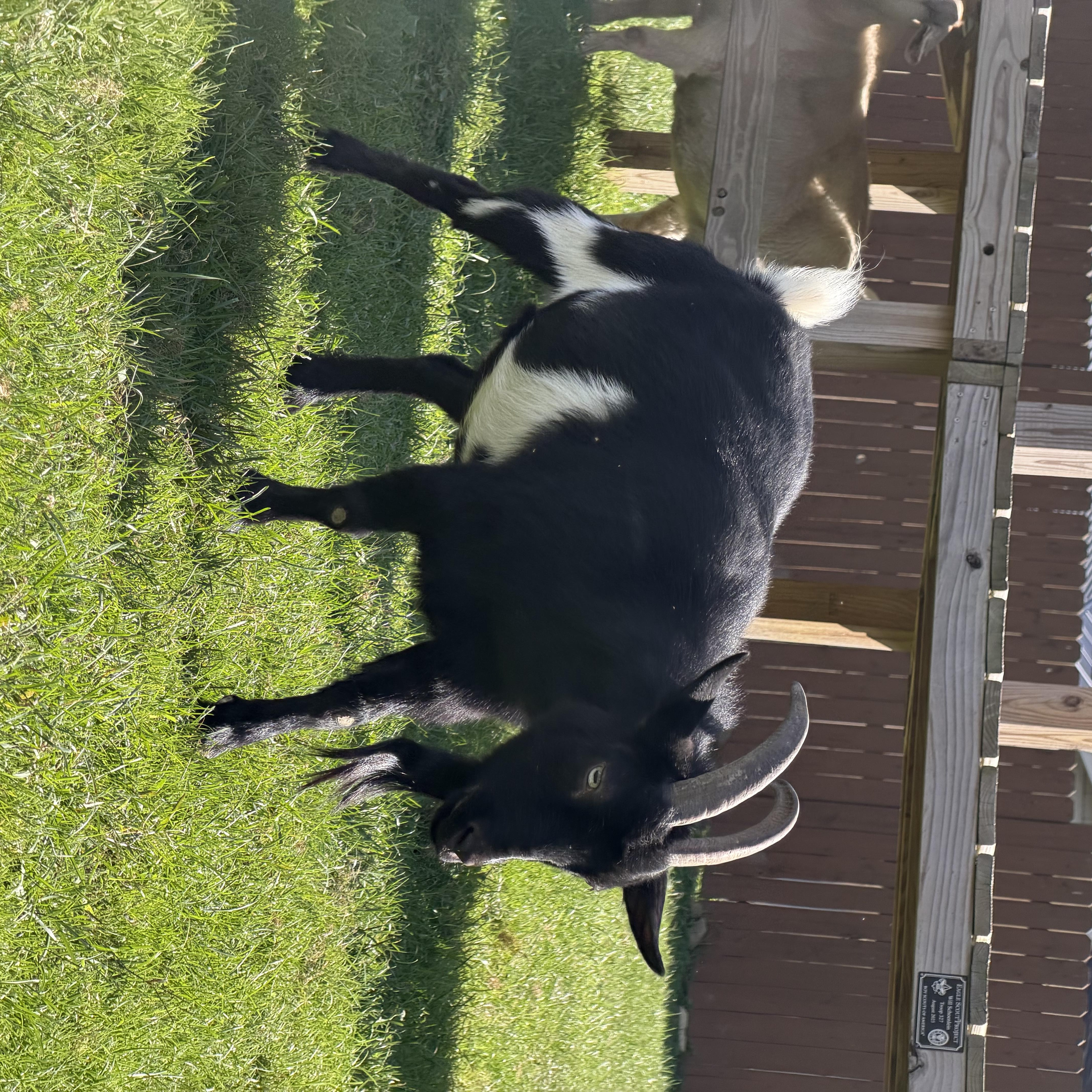 Enlarge Millie, a Adopted Nigerian Dwarf in Ravenna, OH image 2/2