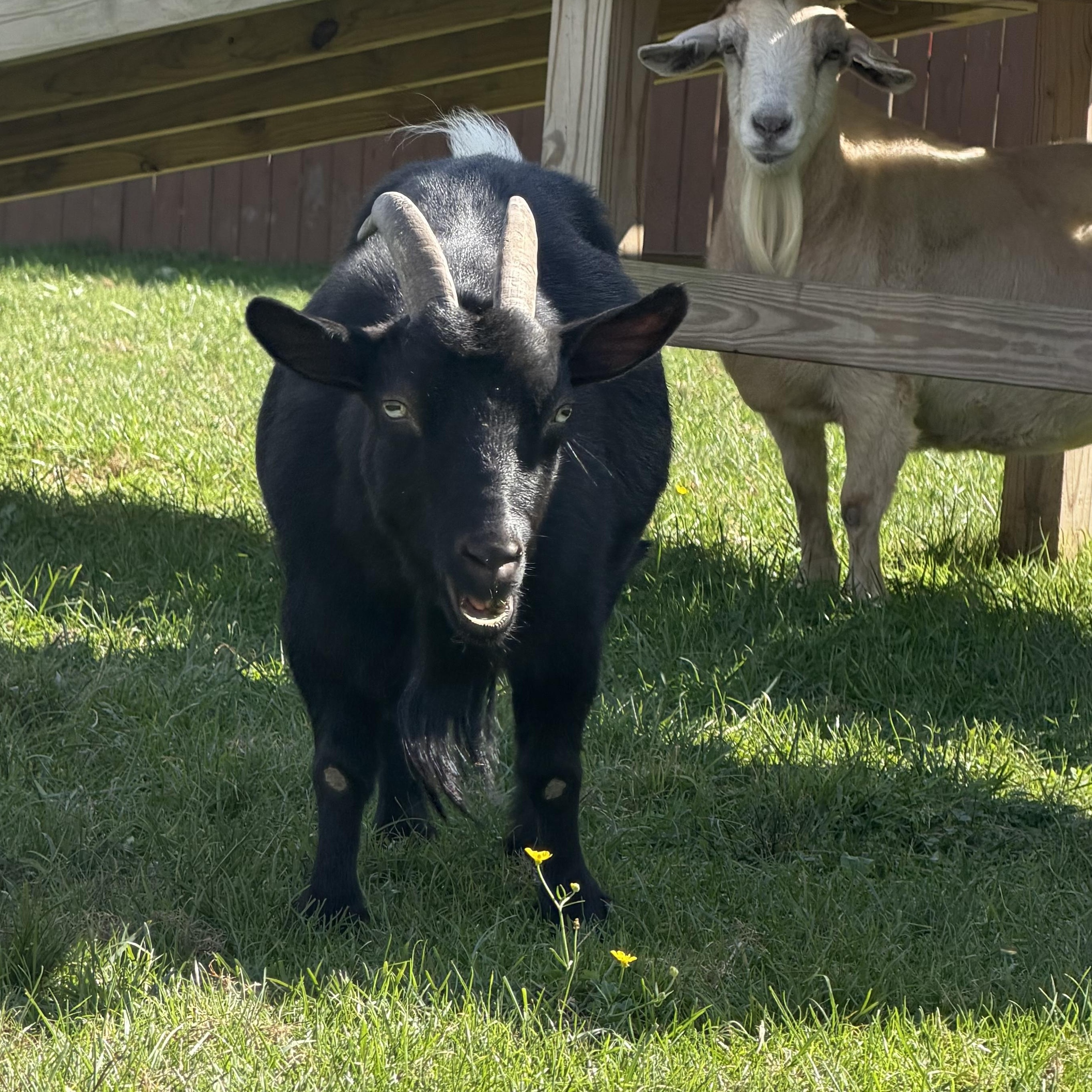 Millie, Adopted, Adult Female Nigerian Dwarf.