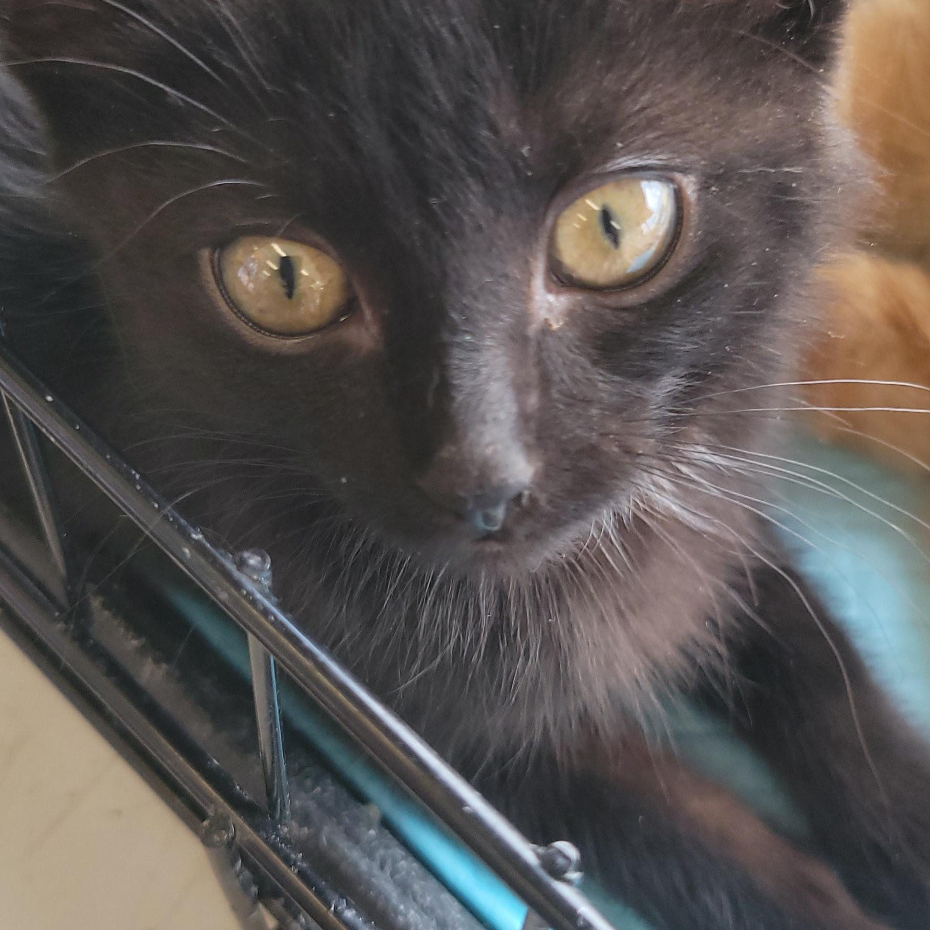 Tina, ADOPTABLE, Kitten Female Domestic Short Hair.