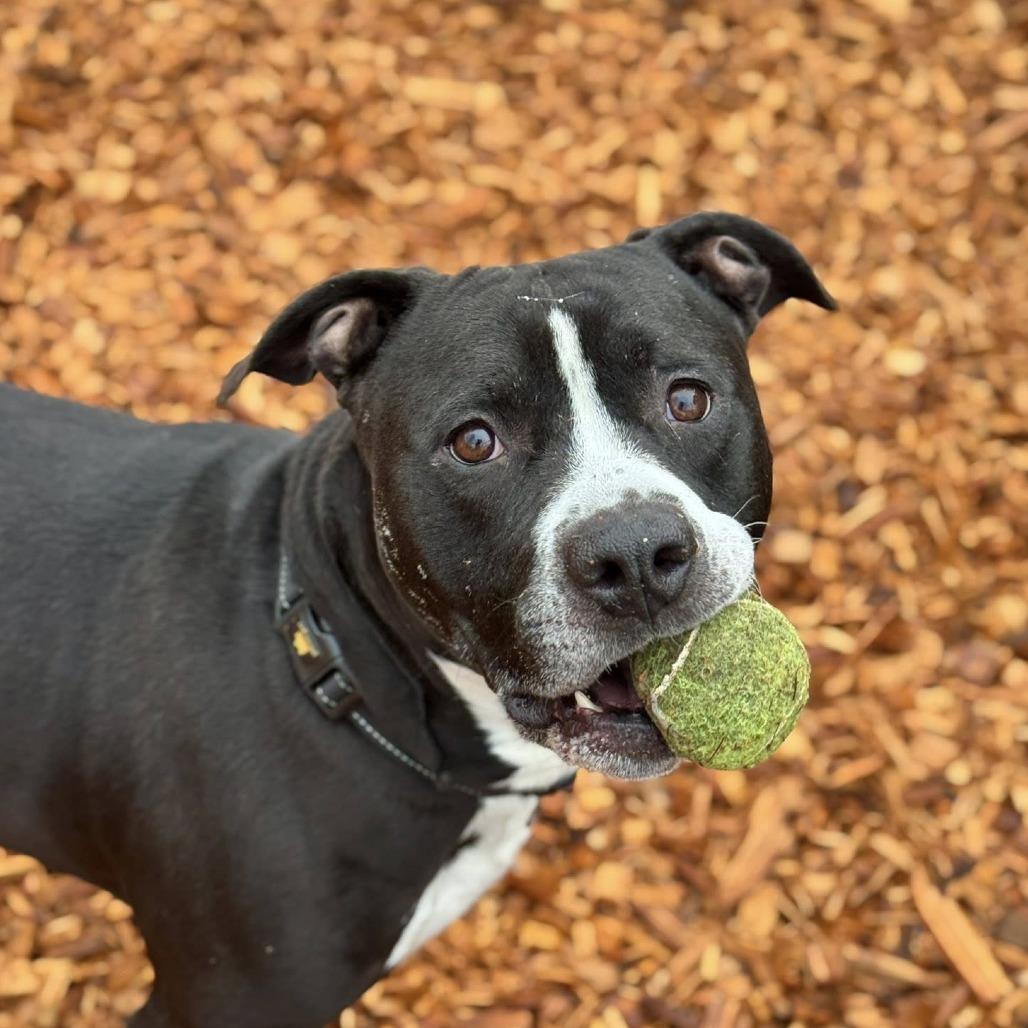 Enlarge Flop, a Adoptable Pit Bull Terrier in Tacoma, WA image 3/3