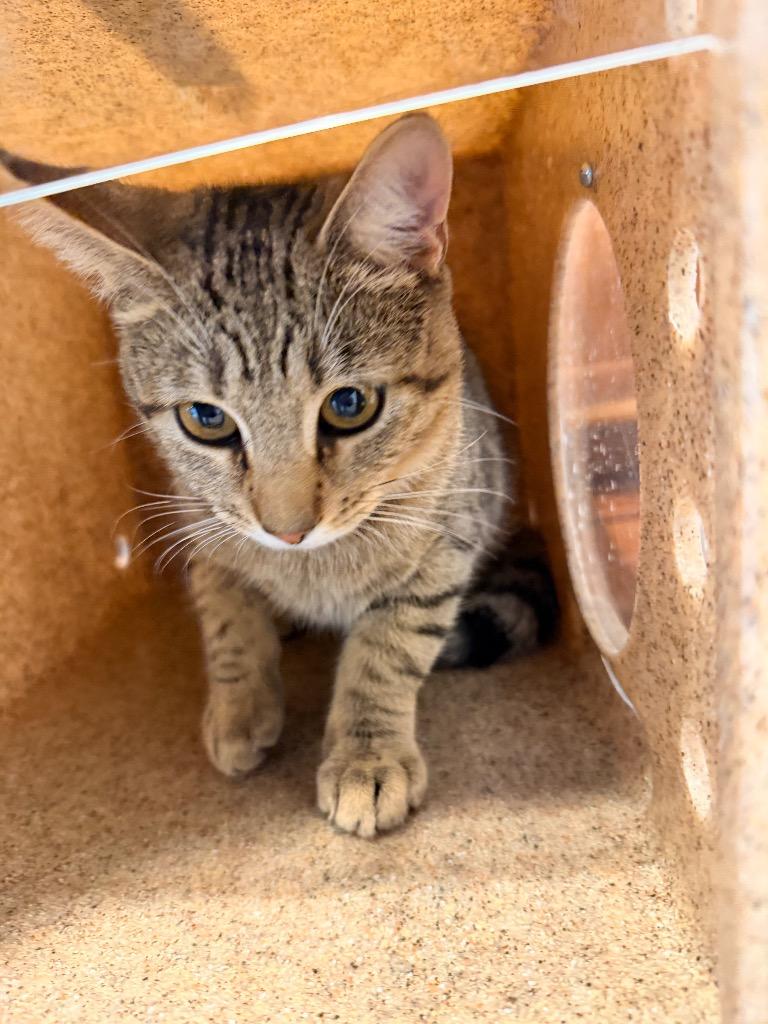 Ian, Adoptable, Young Male Domestic Short Hair.