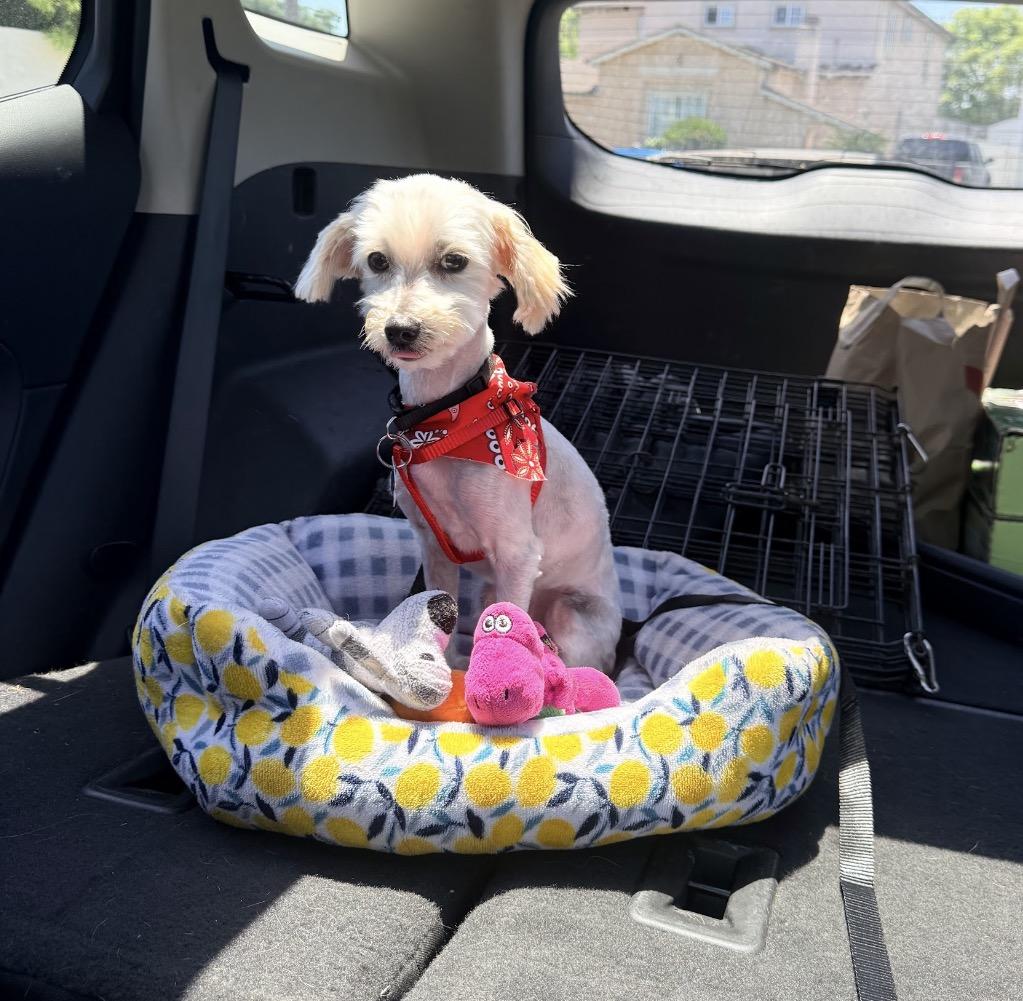 Haaland, ADOPTABLE, Adult Male Miniature Poodle & Havanese.