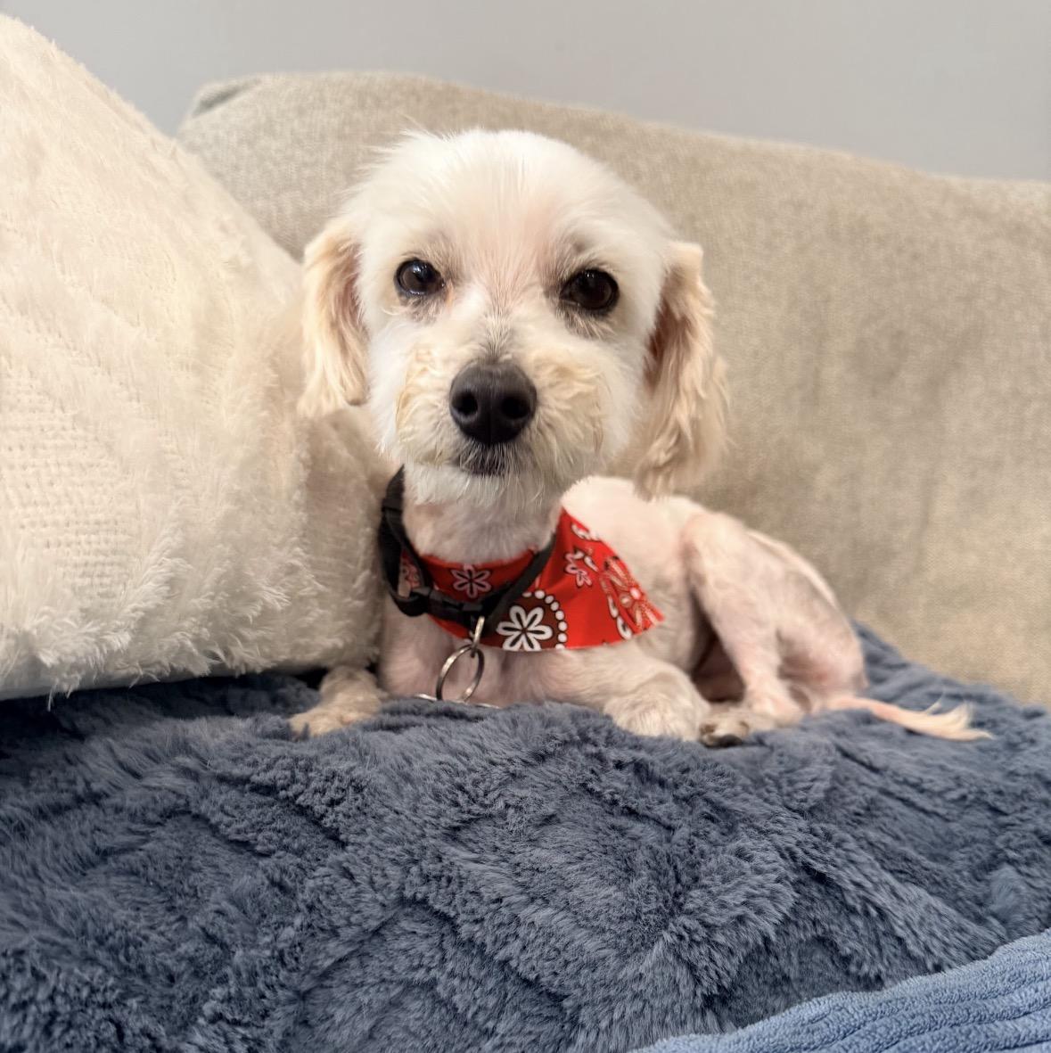 Enlarge Haaland, a ADOPTABLE mixed breed in Marina Del Rey, CA image 4/6