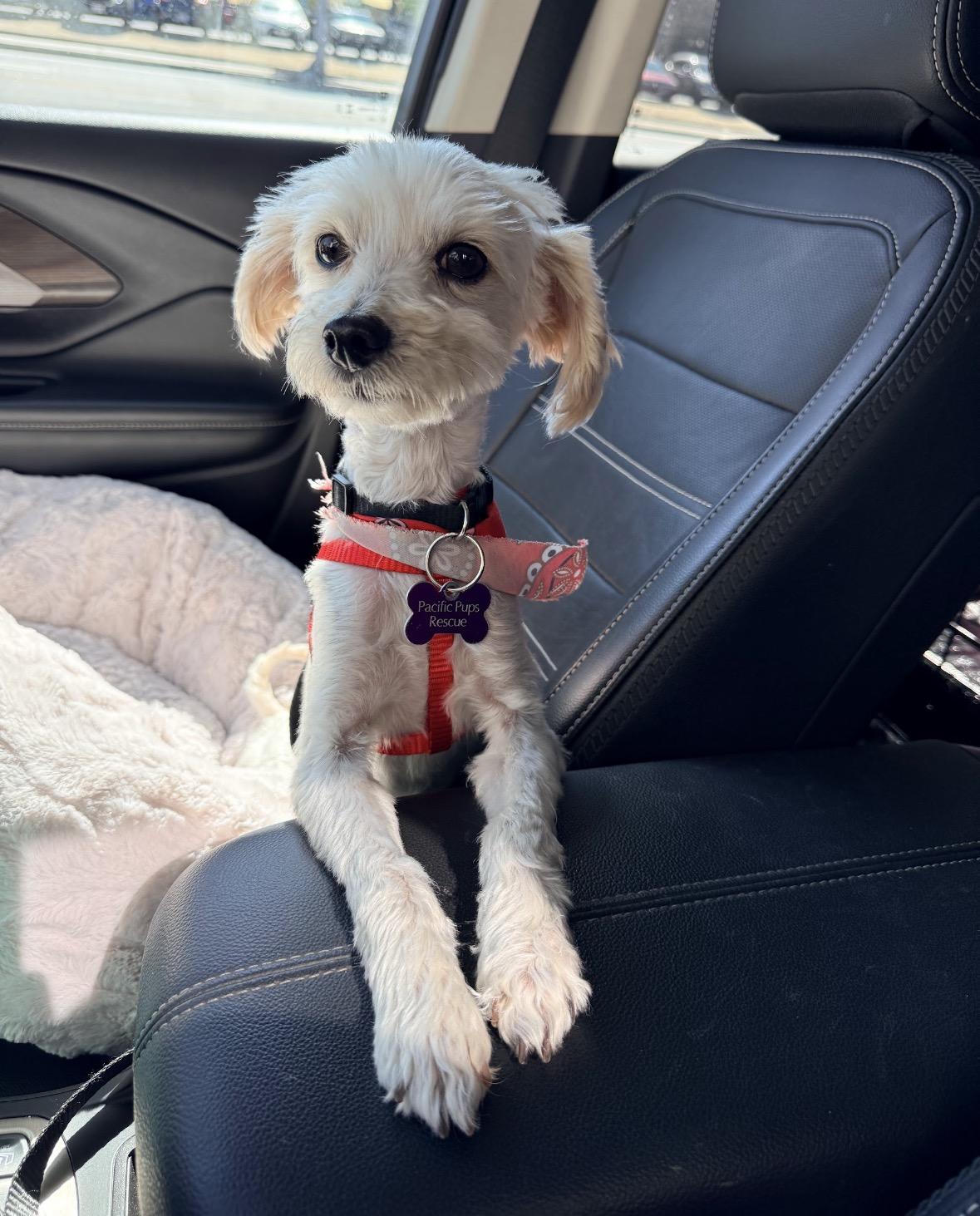 Enlarge Haaland, a ADOPTABLE mixed breed in Marina Del Rey, CA image 5/6