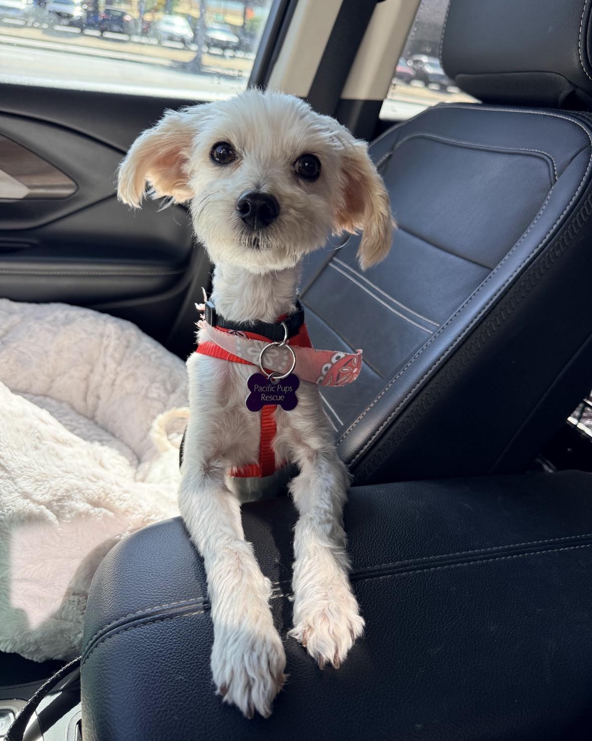 Enlarge Haaland, a ADOPTABLE mixed breed in Marina Del Rey, CA image 2/6