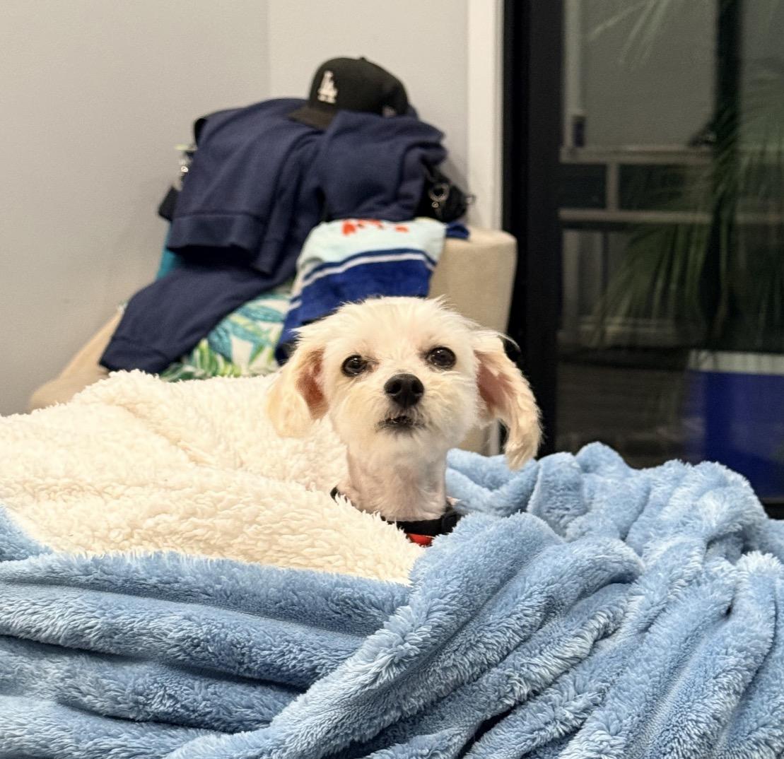 Enlarge Haaland, a ADOPTABLE mixed breed in Marina Del Rey, CA image 6/6