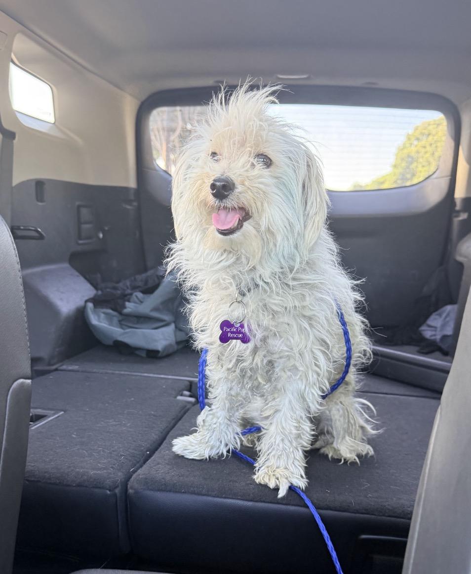 Enlarge Haaland, a ADOPTABLE mixed breed in Marina Del Rey, CA image 3/6