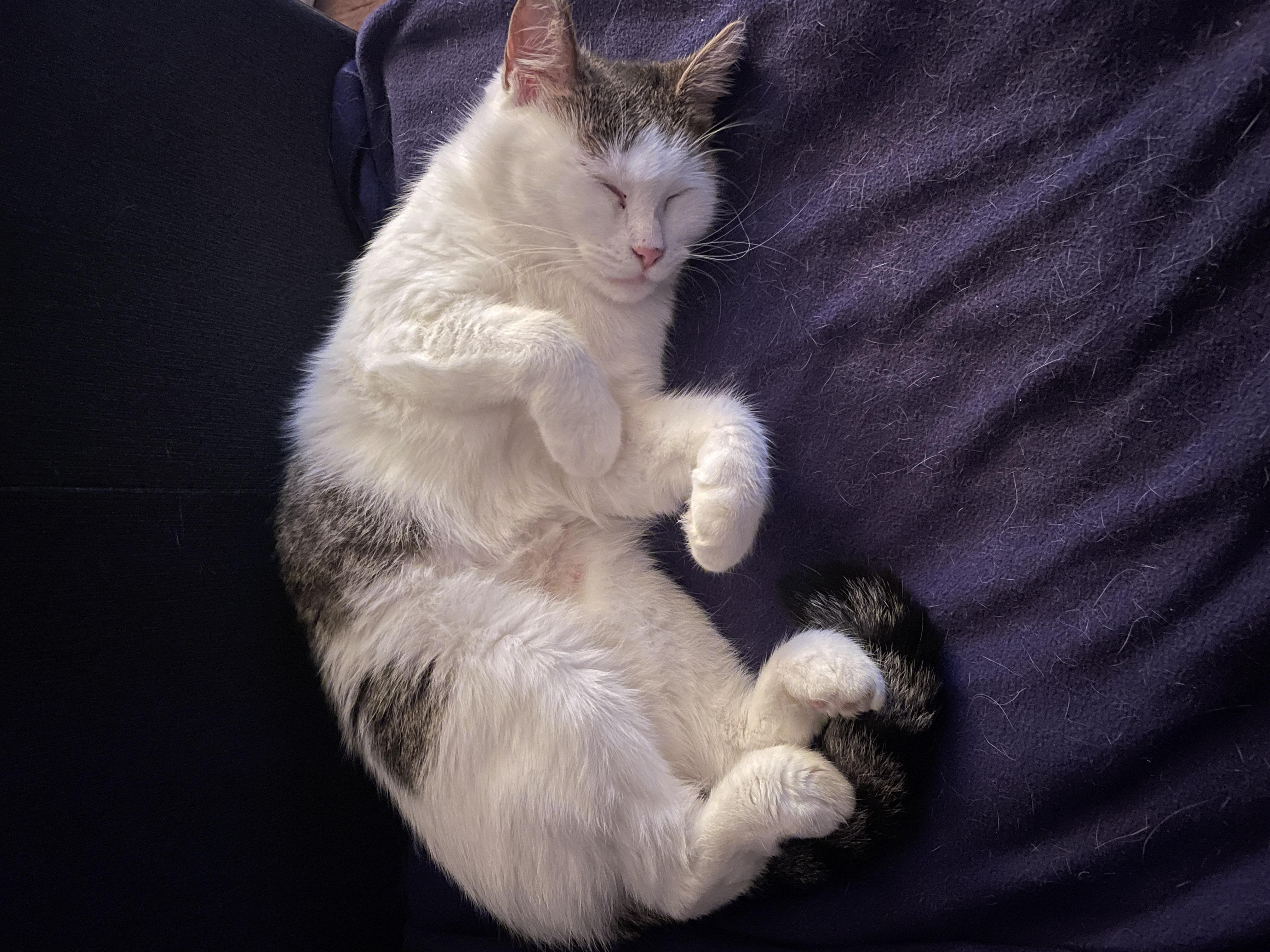 CREAMY (CR/SC), a Adoptable Domestic Short Hair in Sainte-Angele-de-Monnoir, QC image 4/6