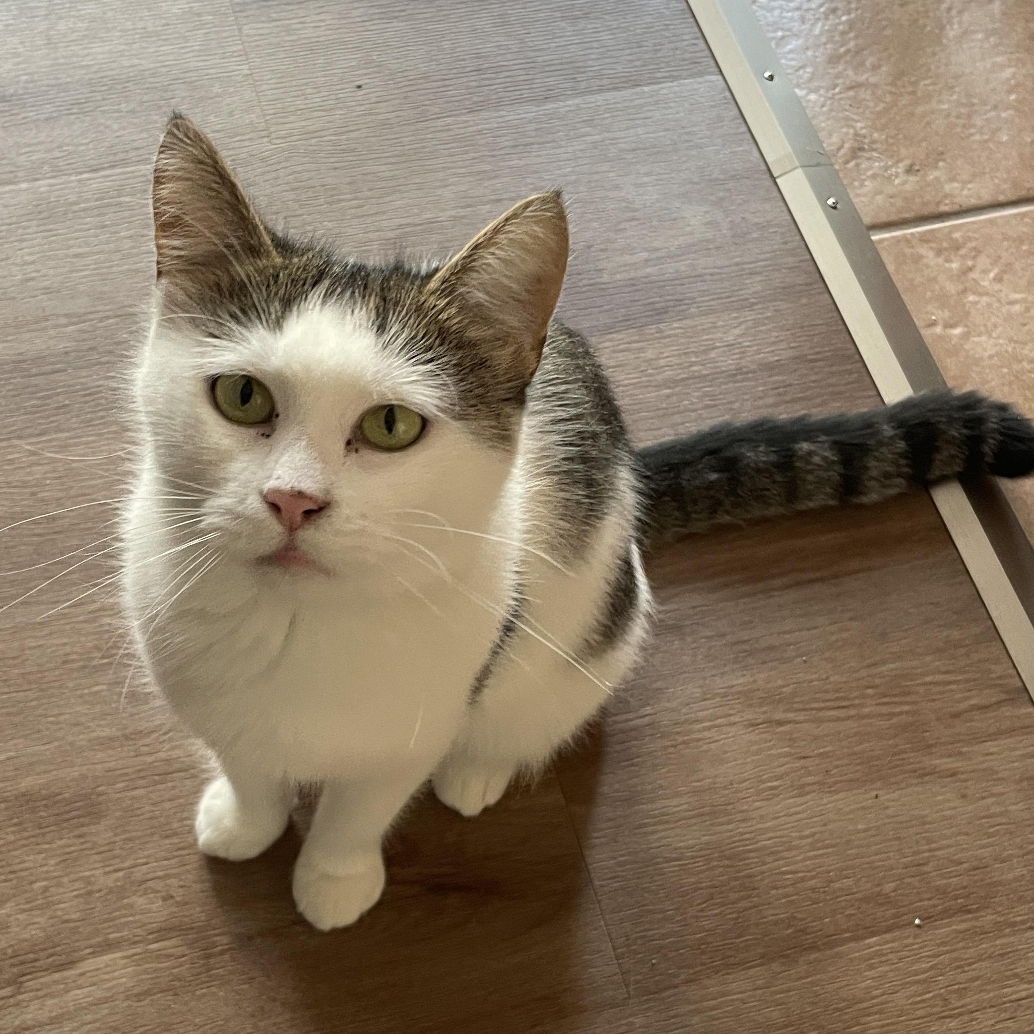 CREAMY (CR/SC), Adoptable, Adult Female Domestic Short Hair.