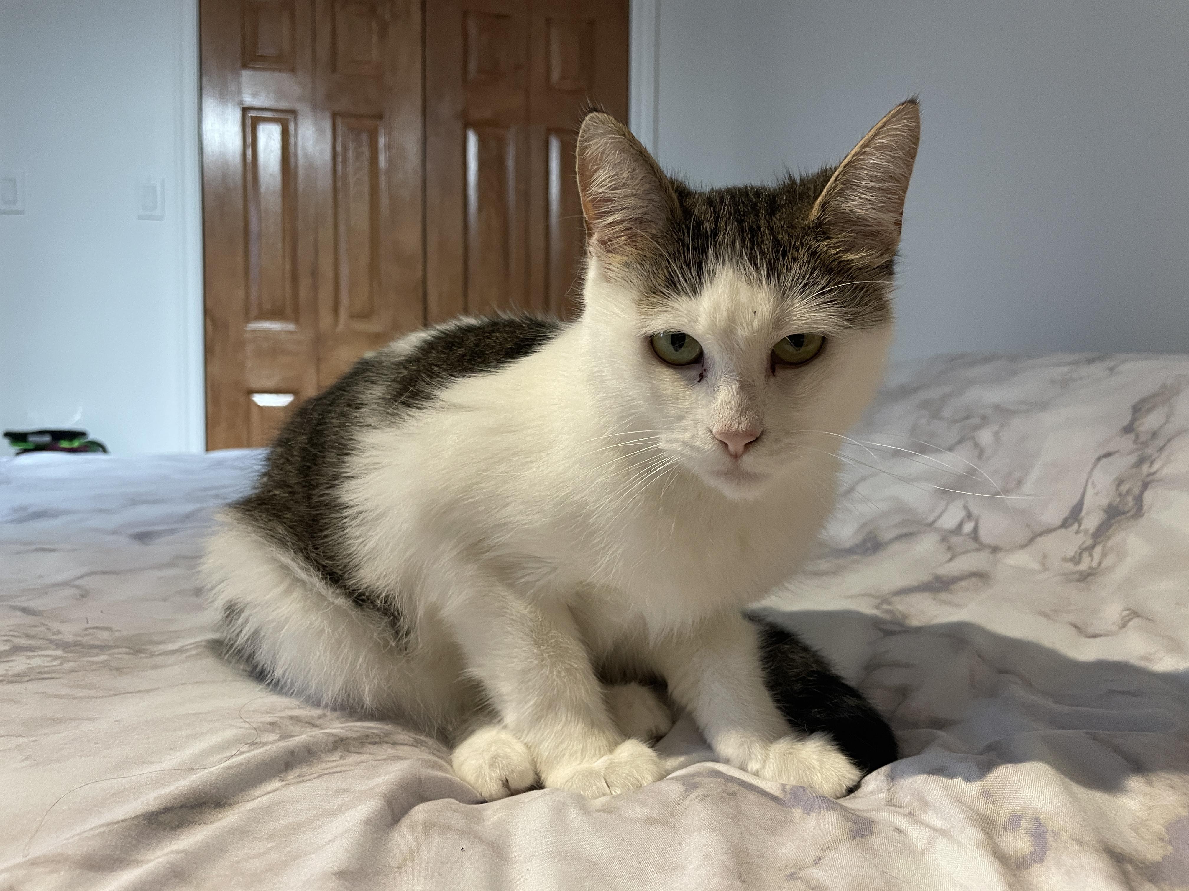 CREAMY (CR/SC), a Adoptable Domestic Short Hair in Sainte-Angele-de-Monnoir, QC image 5/6