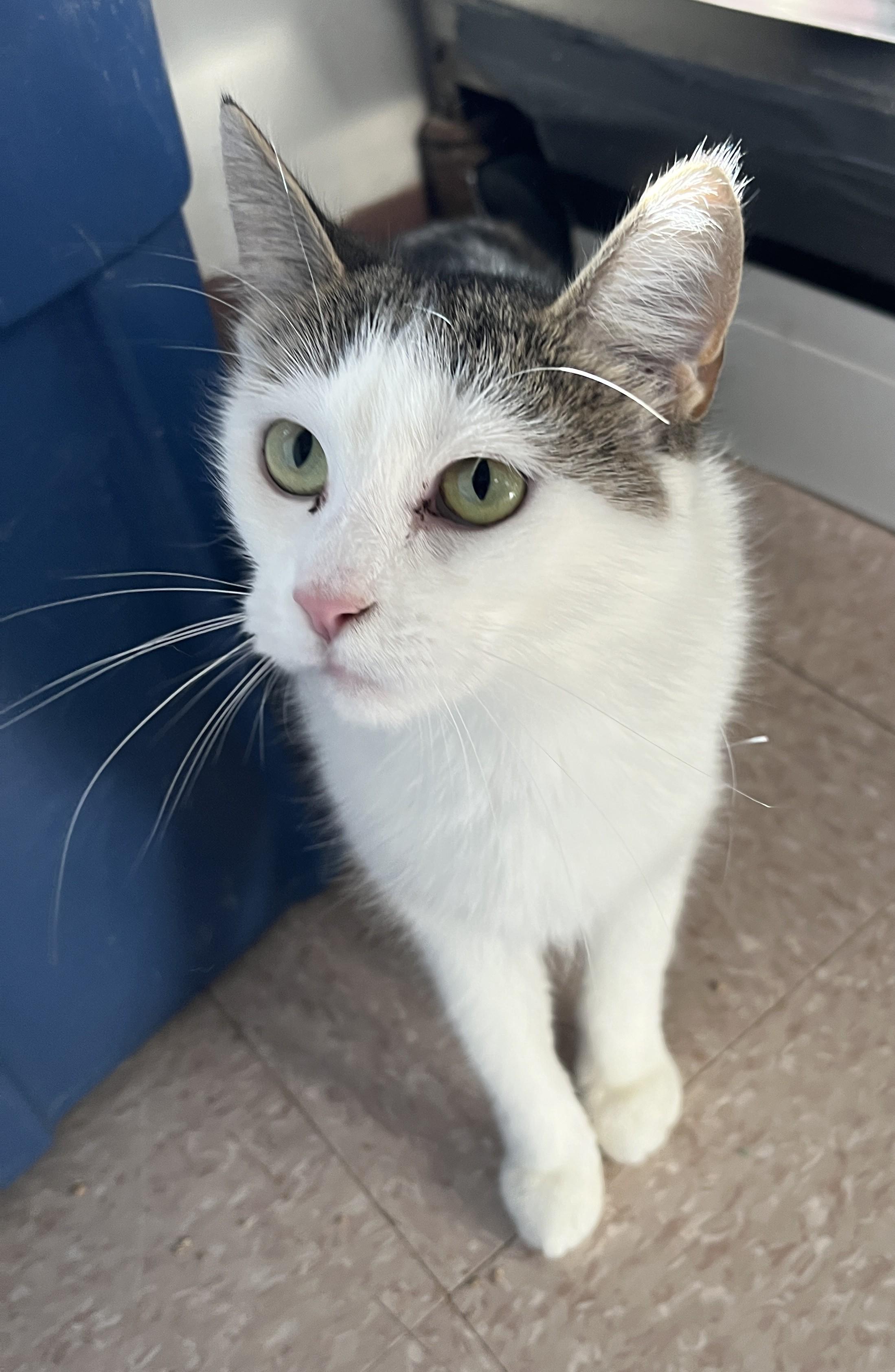 CREAMY (CR/SC), a Adoptable Domestic Short Hair in Sainte-Angele-de-Monnoir, QC image 3/6