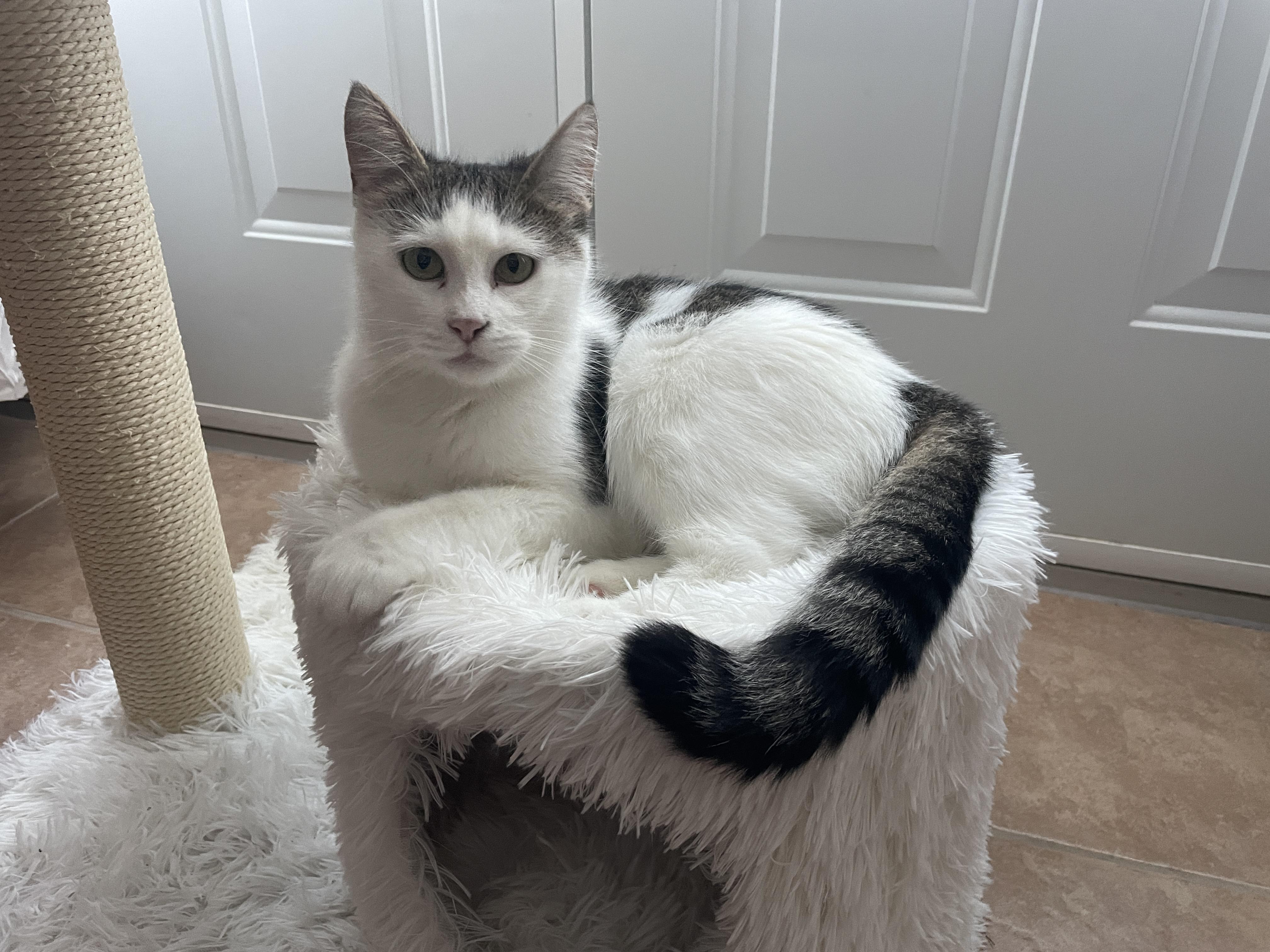 CREAMY (CR/SC), a Adoptable Domestic Short Hair in Sainte-Angele-de-Monnoir, QC image 2/6