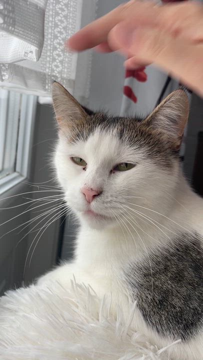 Enlarge CREAMY (CR/SC), a Adoptable Domestic Short Hair in Sainte-Angele-de-Monnoir, QC video 6/6