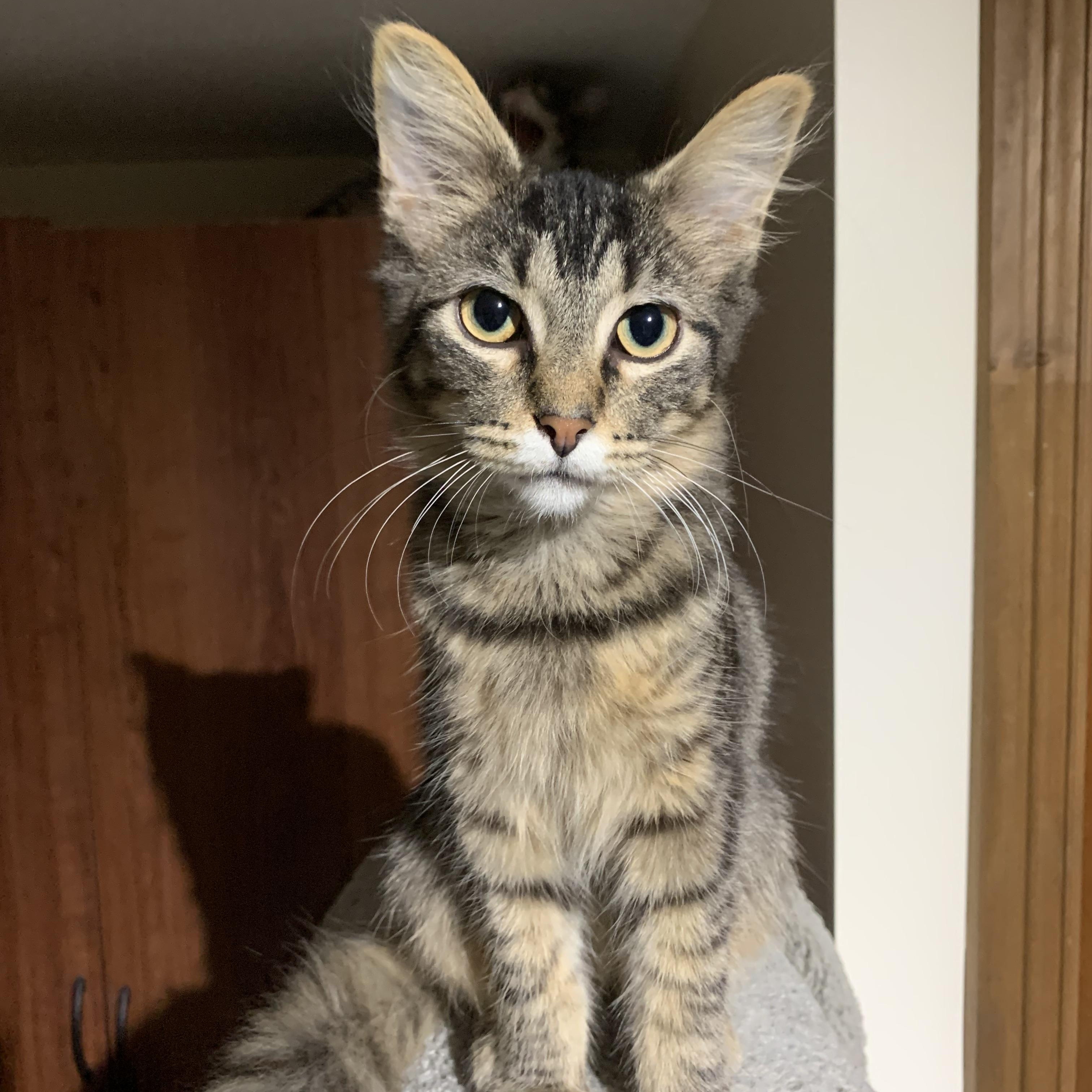 Enlarge River, a Adoptable Domestic Medium Hair in Shelby Township, MI image 1/1