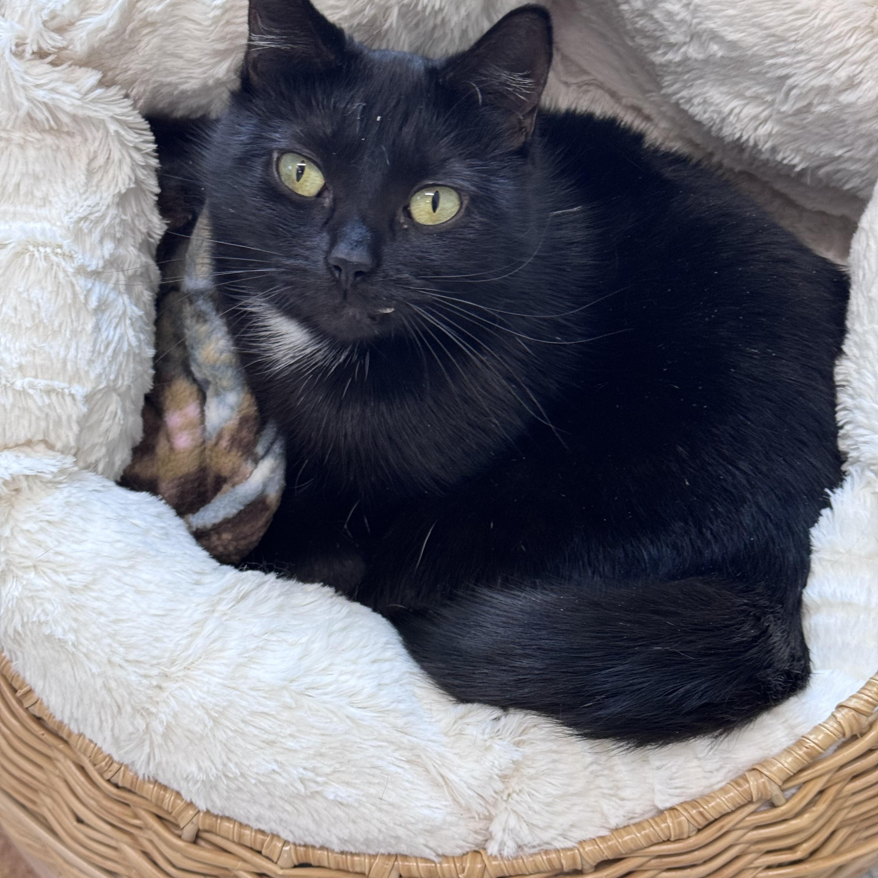 Matilda , ADOPTABLE, Adult Female Domestic Short Hair.
