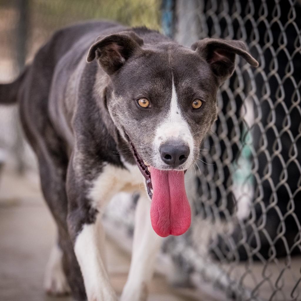 Enlarge Dexter, a Adoptable mixed breed in Twentynine Palms, CA image 1/6