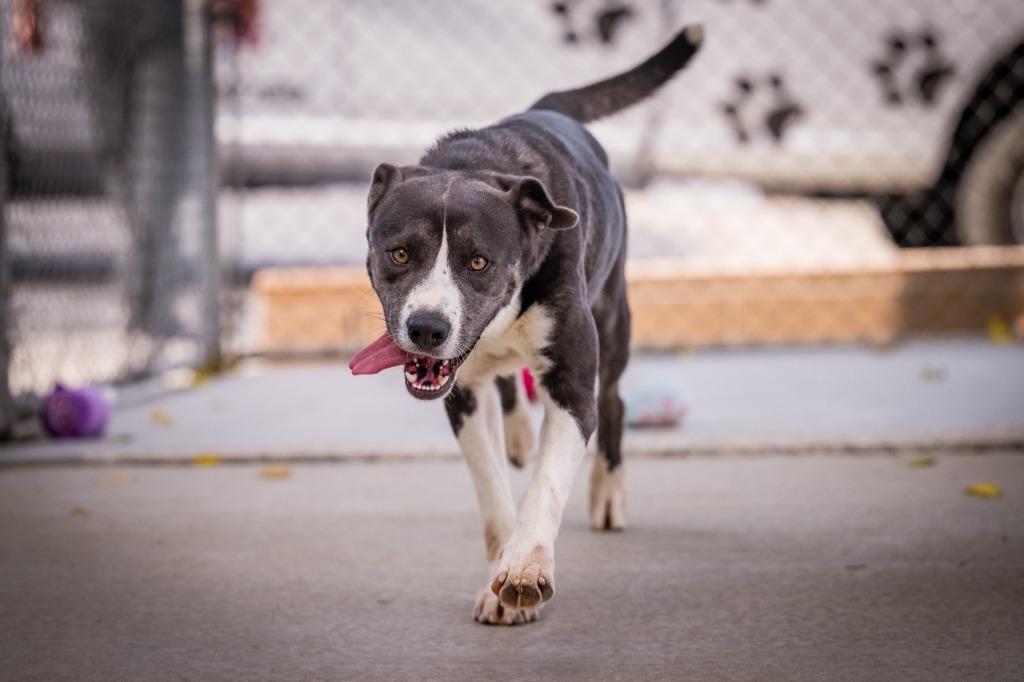 Enlarge Dexter, a Adoptable mixed breed in Twentynine Palms, CA image 2/6