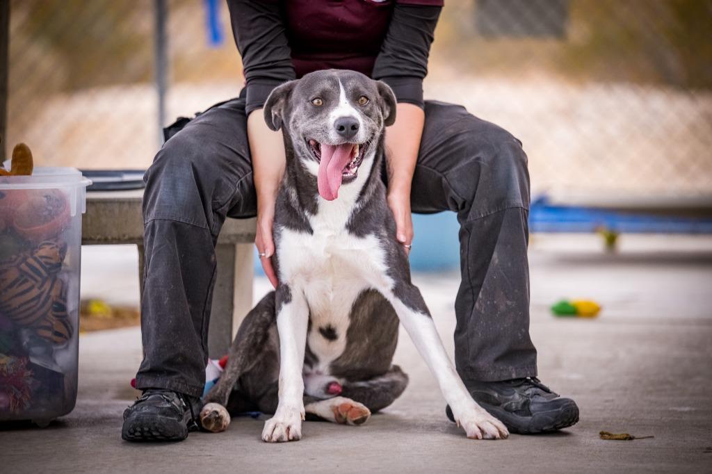 Enlarge Dexter, a Adoptable mixed breed in Twentynine Palms, CA image 3/6