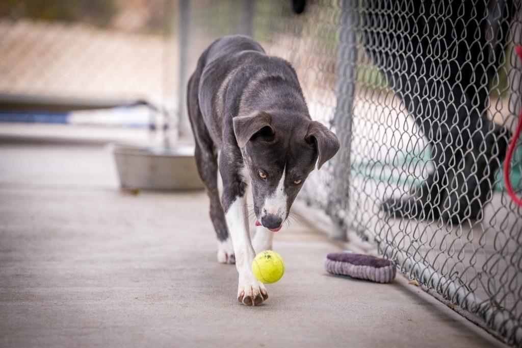 Enlarge Dexter, a Adoptable mixed breed in Twentynine Palms, CA image 4/6
