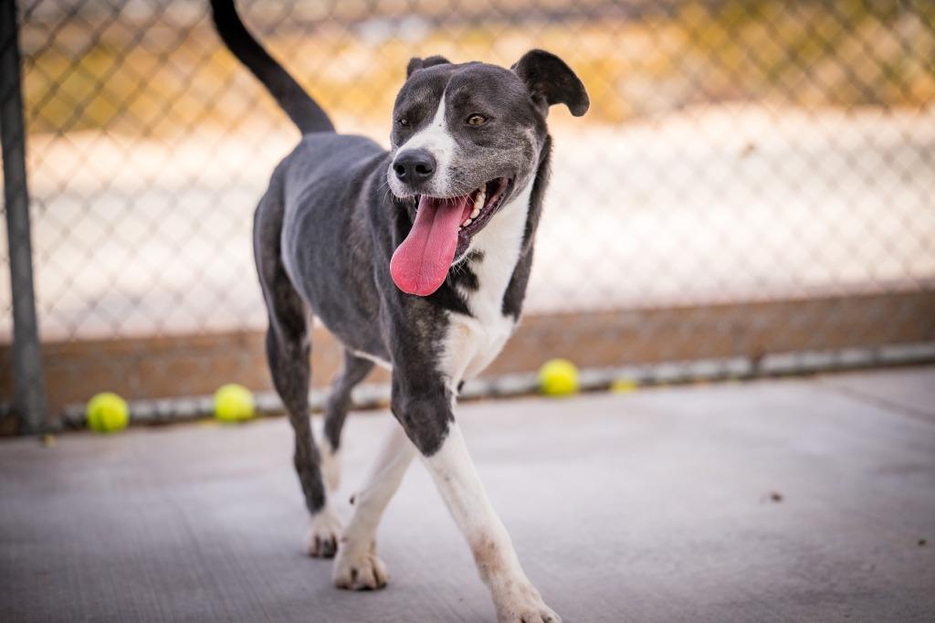 Enlarge Dexter, a Adoptable mixed breed in Twentynine Palms, CA image 5/6