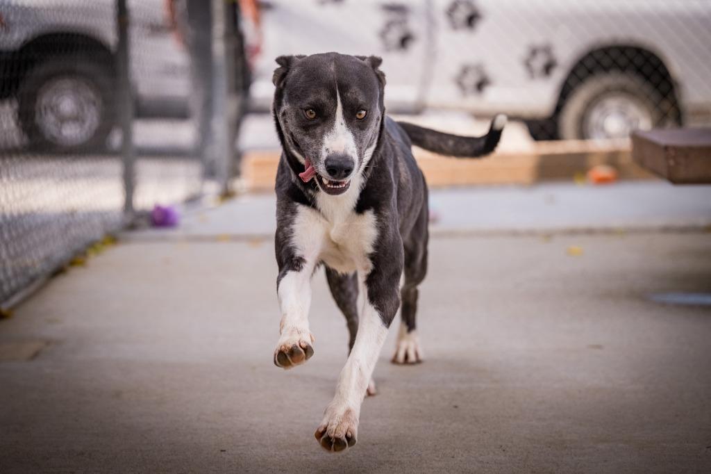 Enlarge Dexter, a Adoptable mixed breed in Twentynine Palms, CA image 6/6