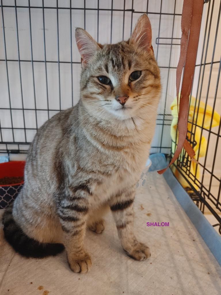 Shalom, Adopted, Kitten Male Domestic Short Hair.