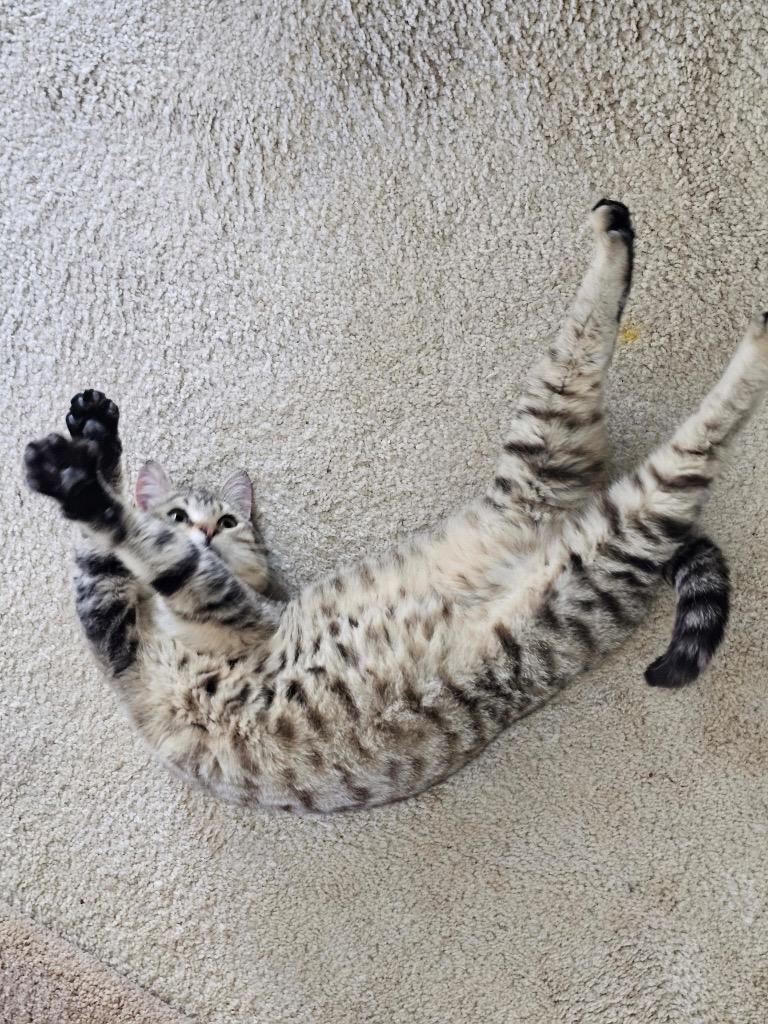 Enlarge Shalom, a Adoptable mixed breed in Shawnee, KS image 2/3