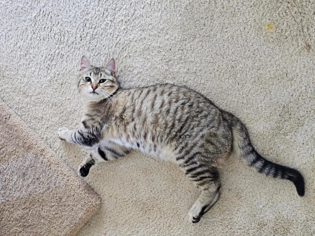 Enlarge Shalom, a Adoptable mixed breed in Shawnee, KS image 3/3