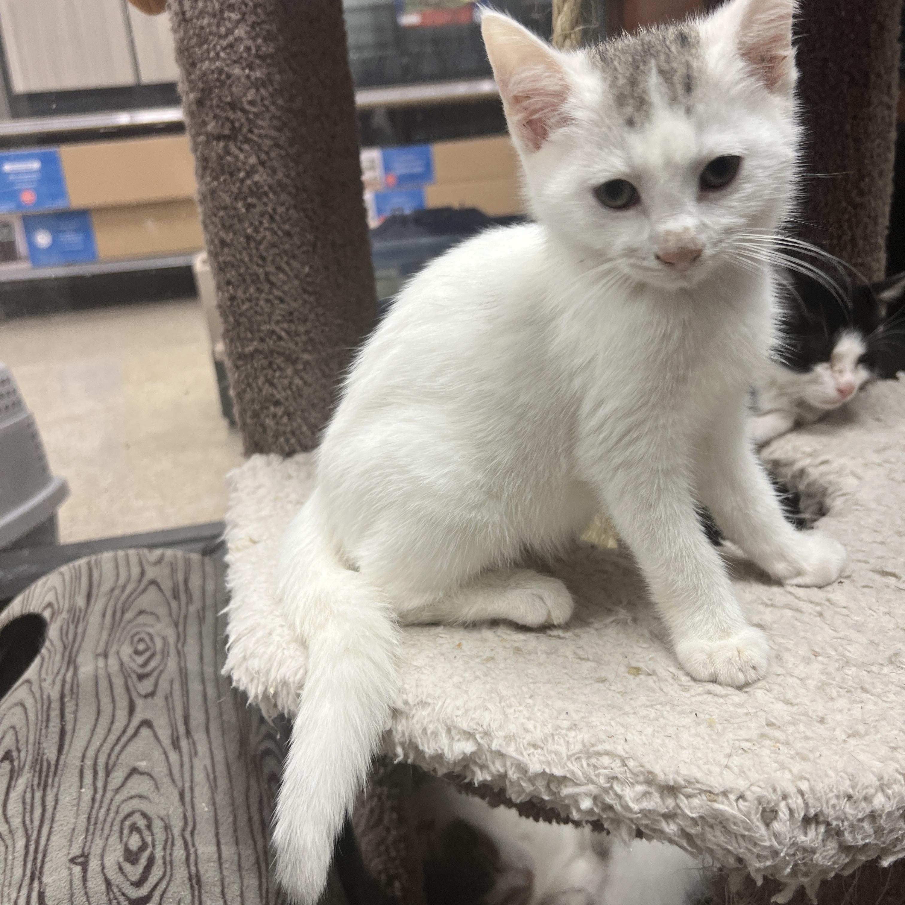 Enlarge Wabbit, a Adoptable mixed breed in Palmetto, FL image 1/3