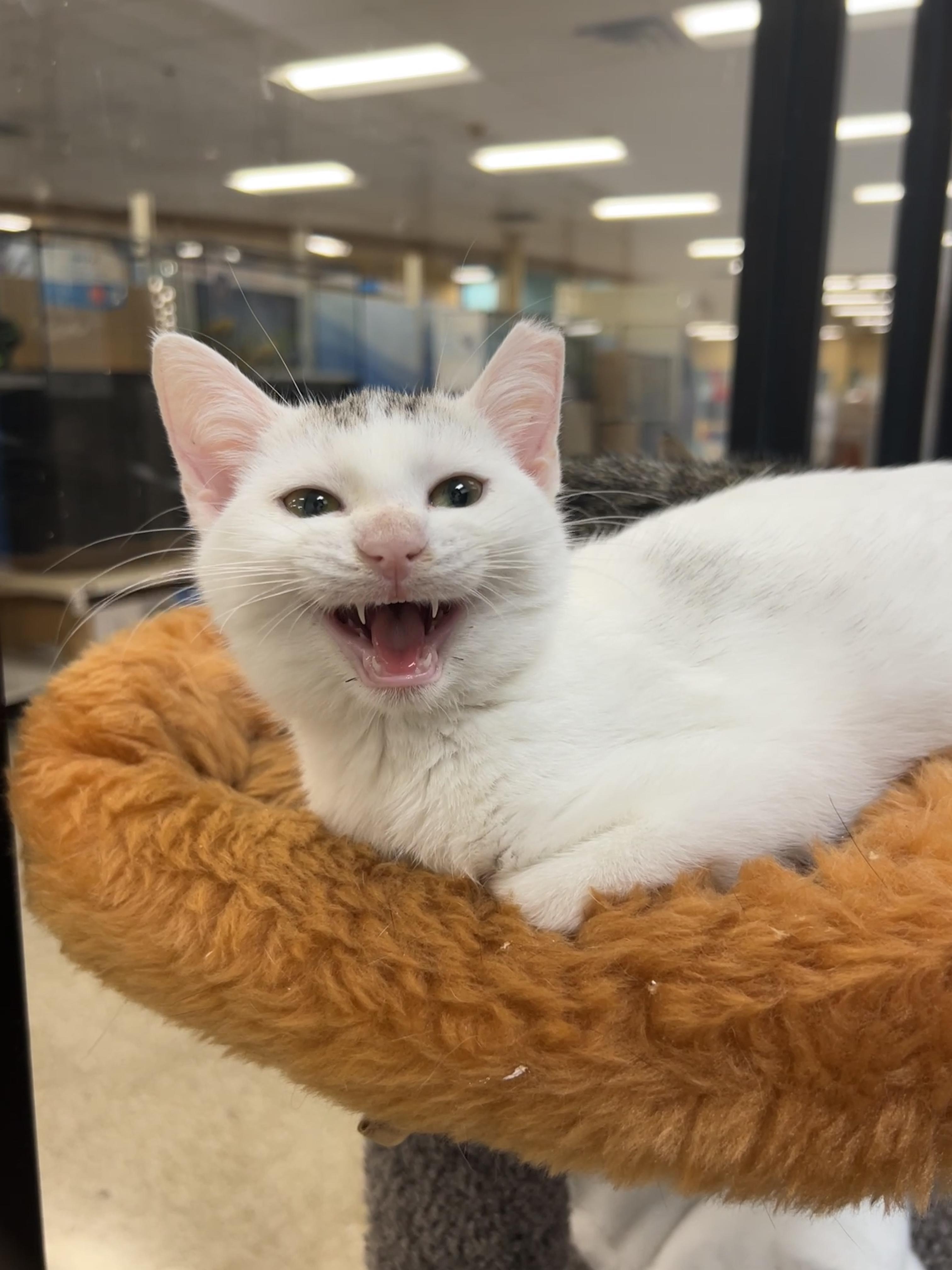 Wabbit, Adoptable, Kitten Male Domestic Short Hair.