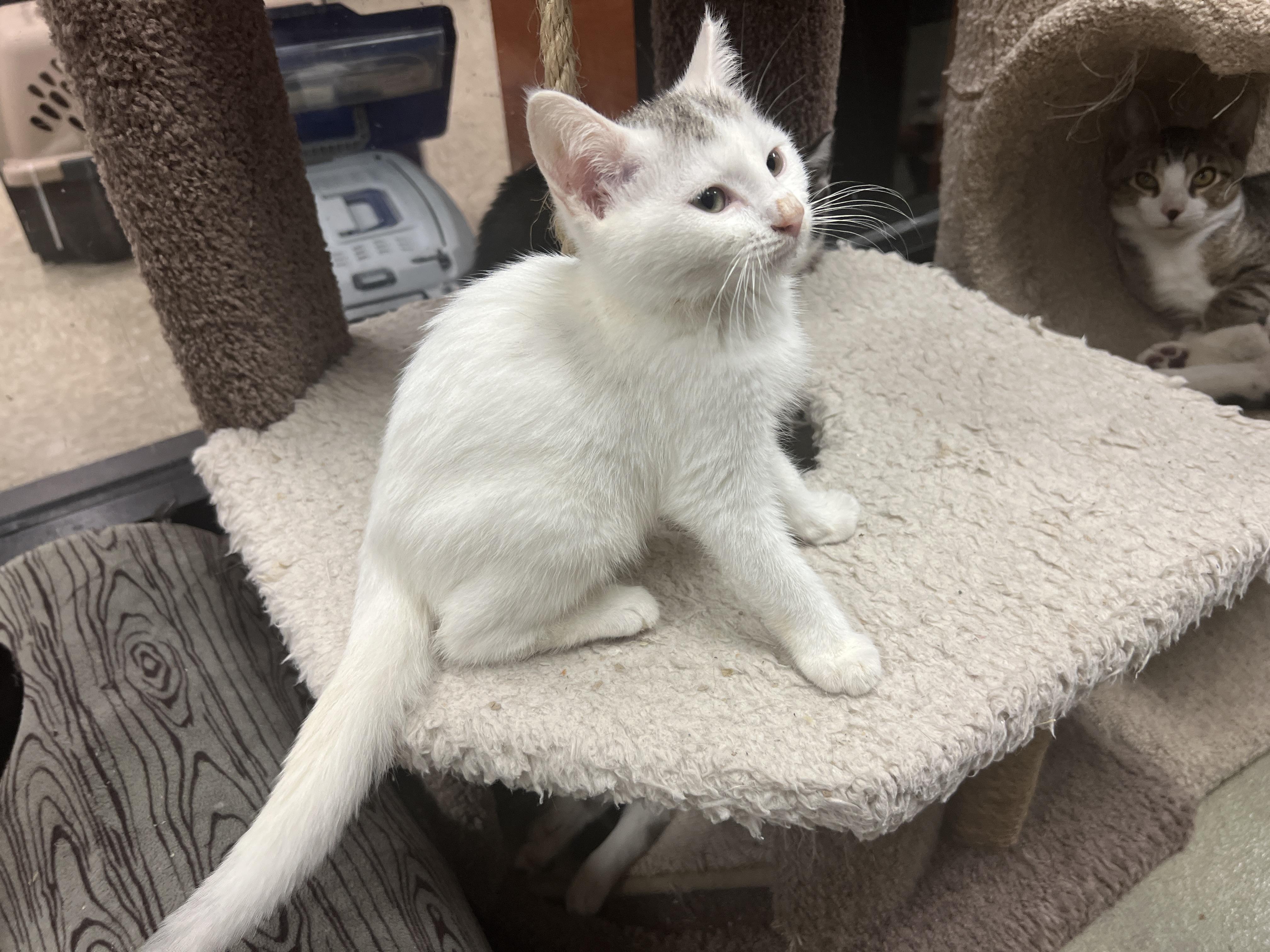 Enlarge Wabbit, a Adoptable mixed breed in Palmetto, FL image 2/3