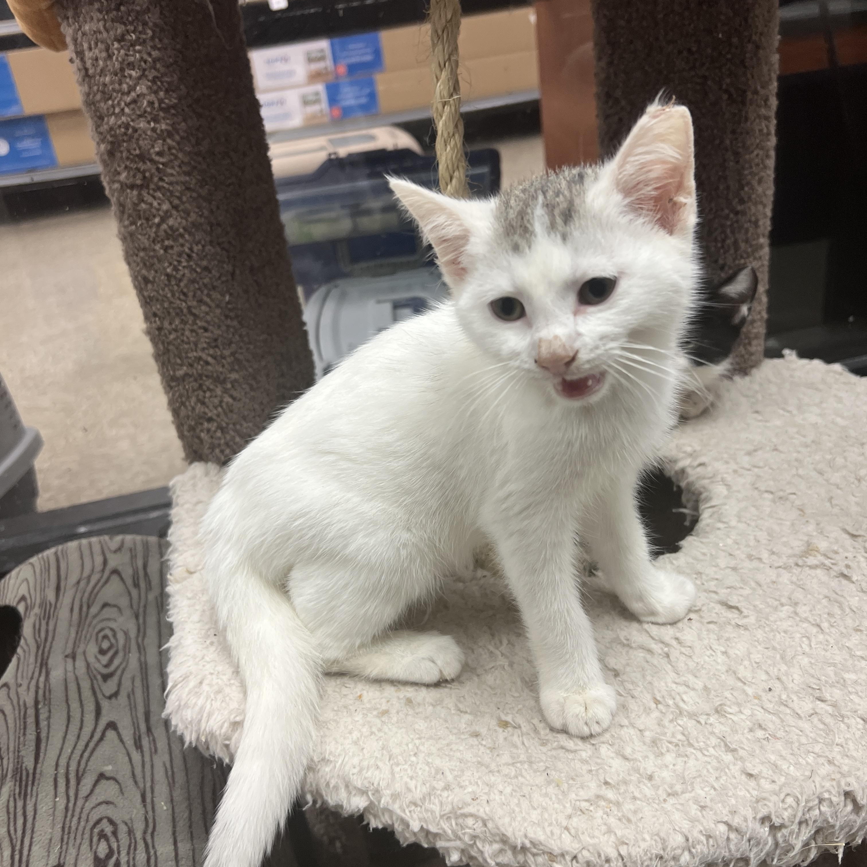 Enlarge Wabbit, a Adoptable mixed breed in Palmetto, FL image 3/3