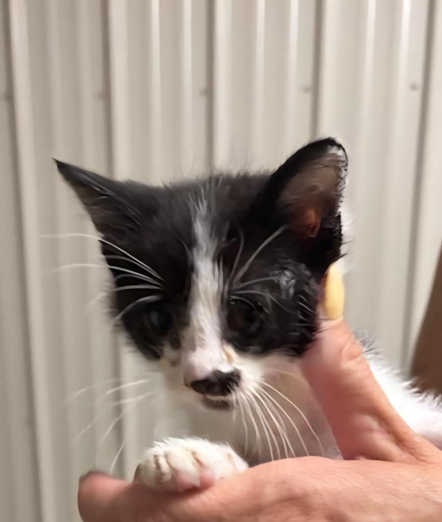 Ally, Adoptable, Kitten Female Domestic Short Hair.