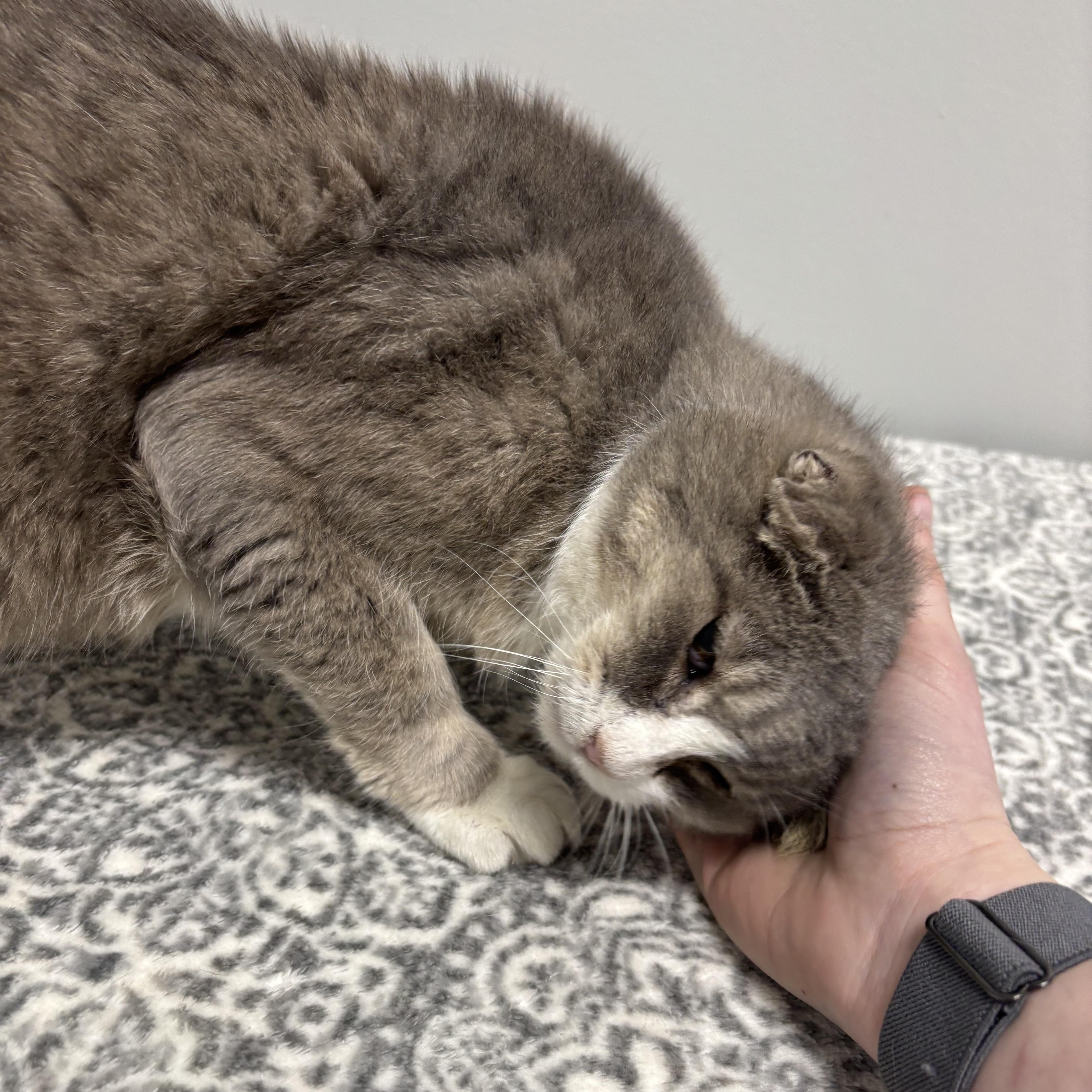 Enlarge Riot, a Adoptable Domestic Short Hair in Frankfort, IN image 5/6