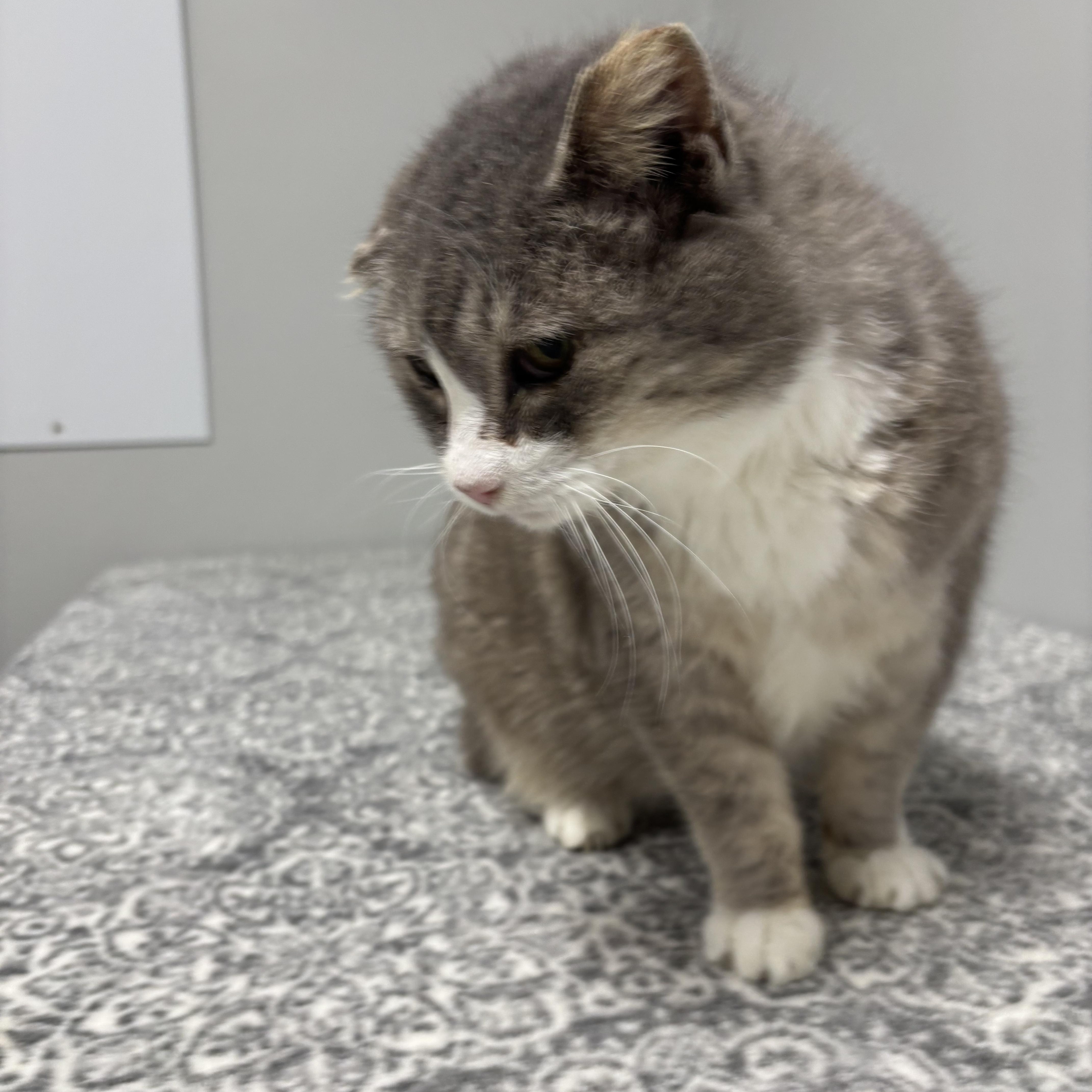 Enlarge Riot, a Adoptable Domestic Short Hair in Frankfort, IN image 6/6