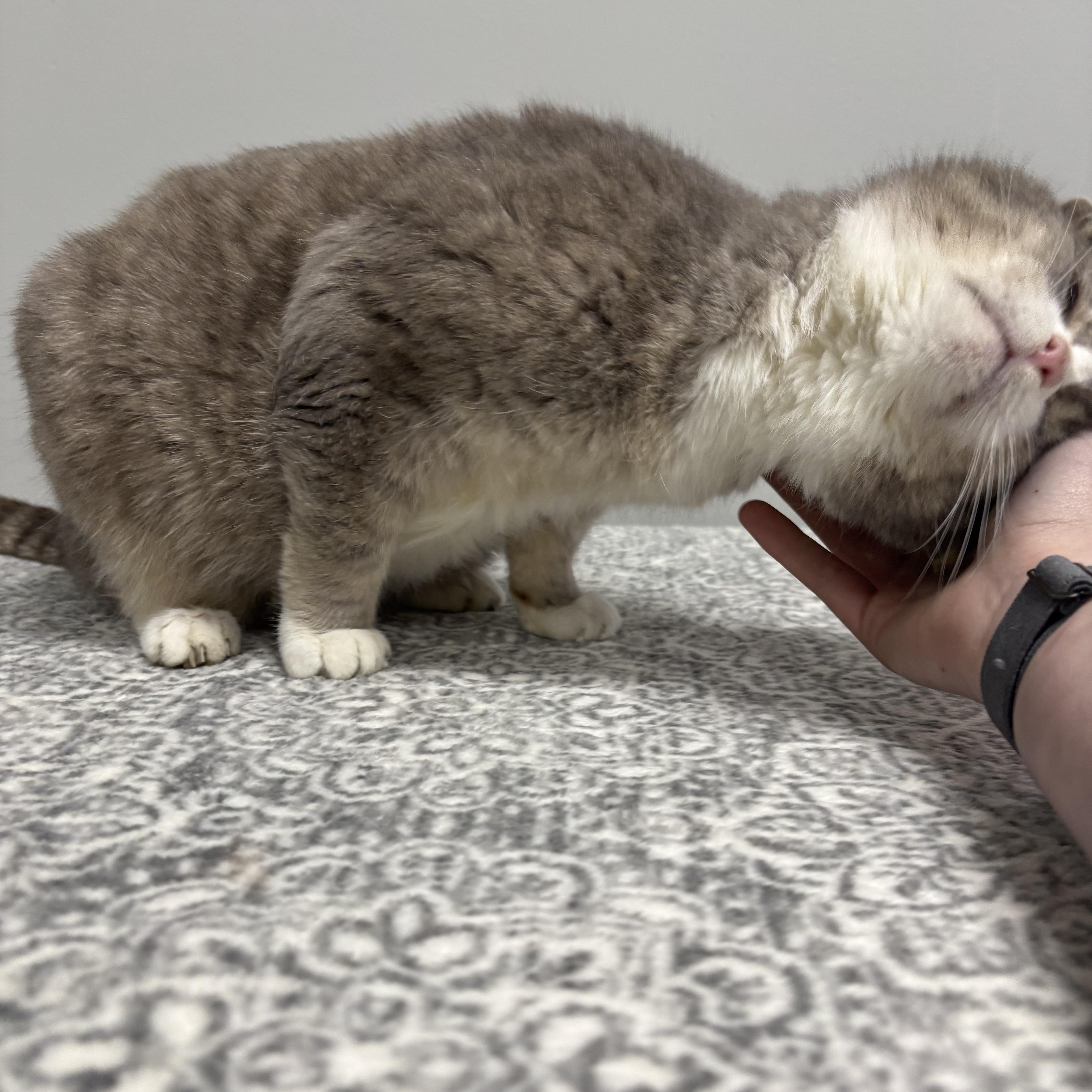 Enlarge Riot, a Adoptable Domestic Short Hair in Frankfort, IN image 4/6