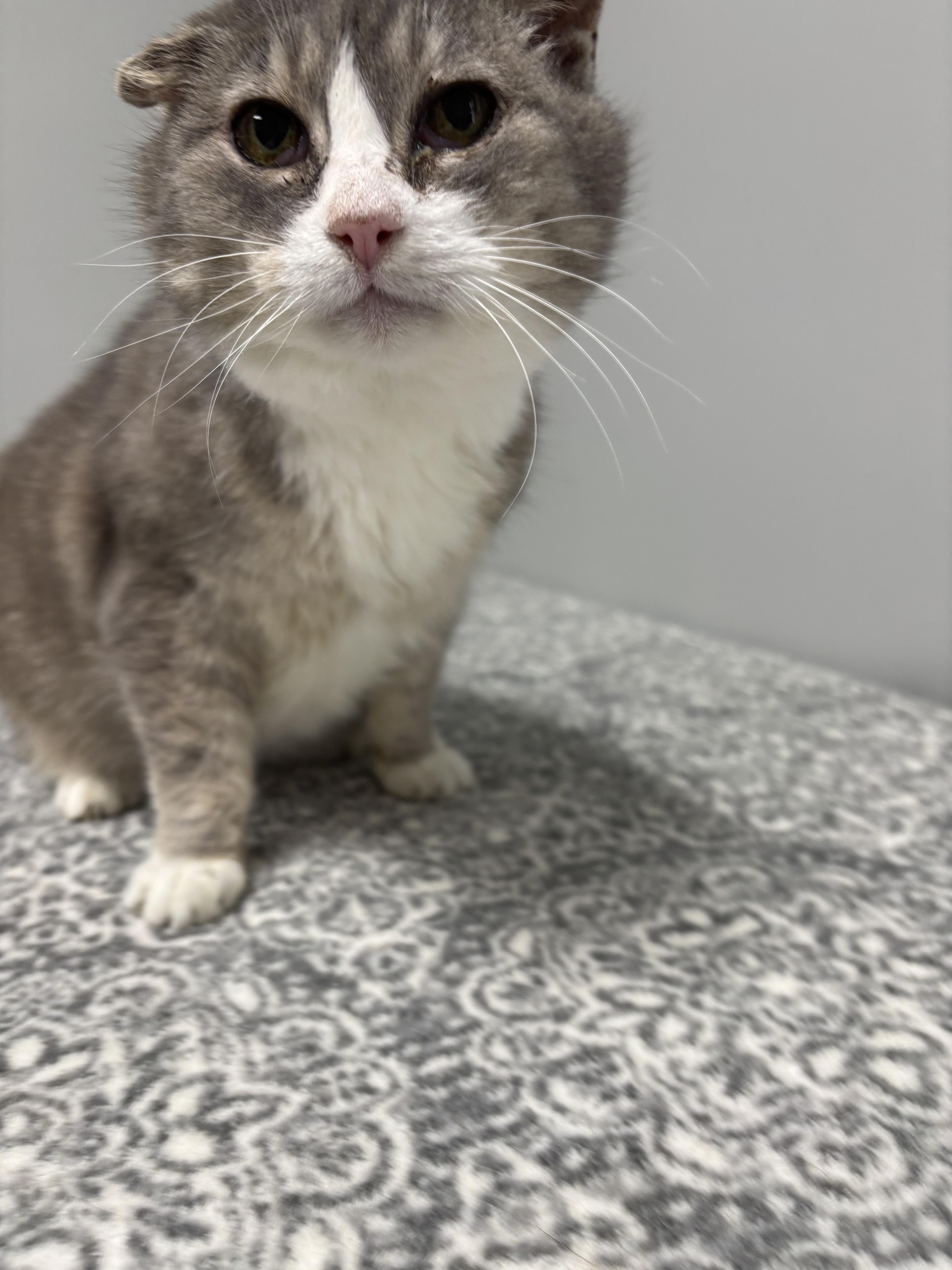 Enlarge Riot, a Adoptable Domestic Short Hair in Frankfort, IN image 3/6