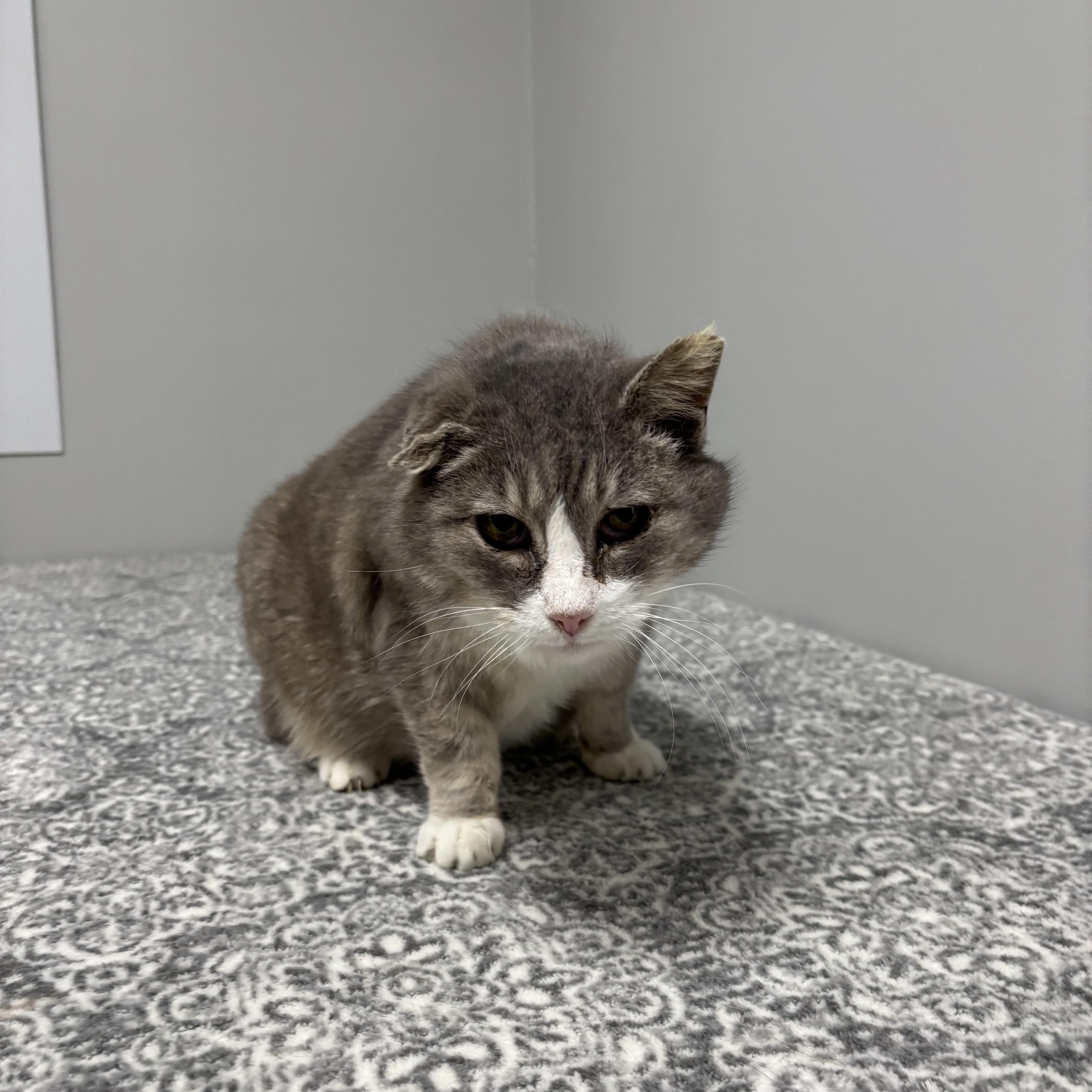 Enlarge Riot, a Adoptable Domestic Short Hair in Frankfort, IN image 2/6