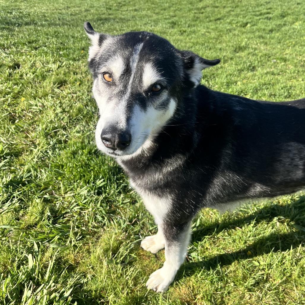 Dakota, Adoptable, Adult Male Siberian Husky & Mixed Breed.