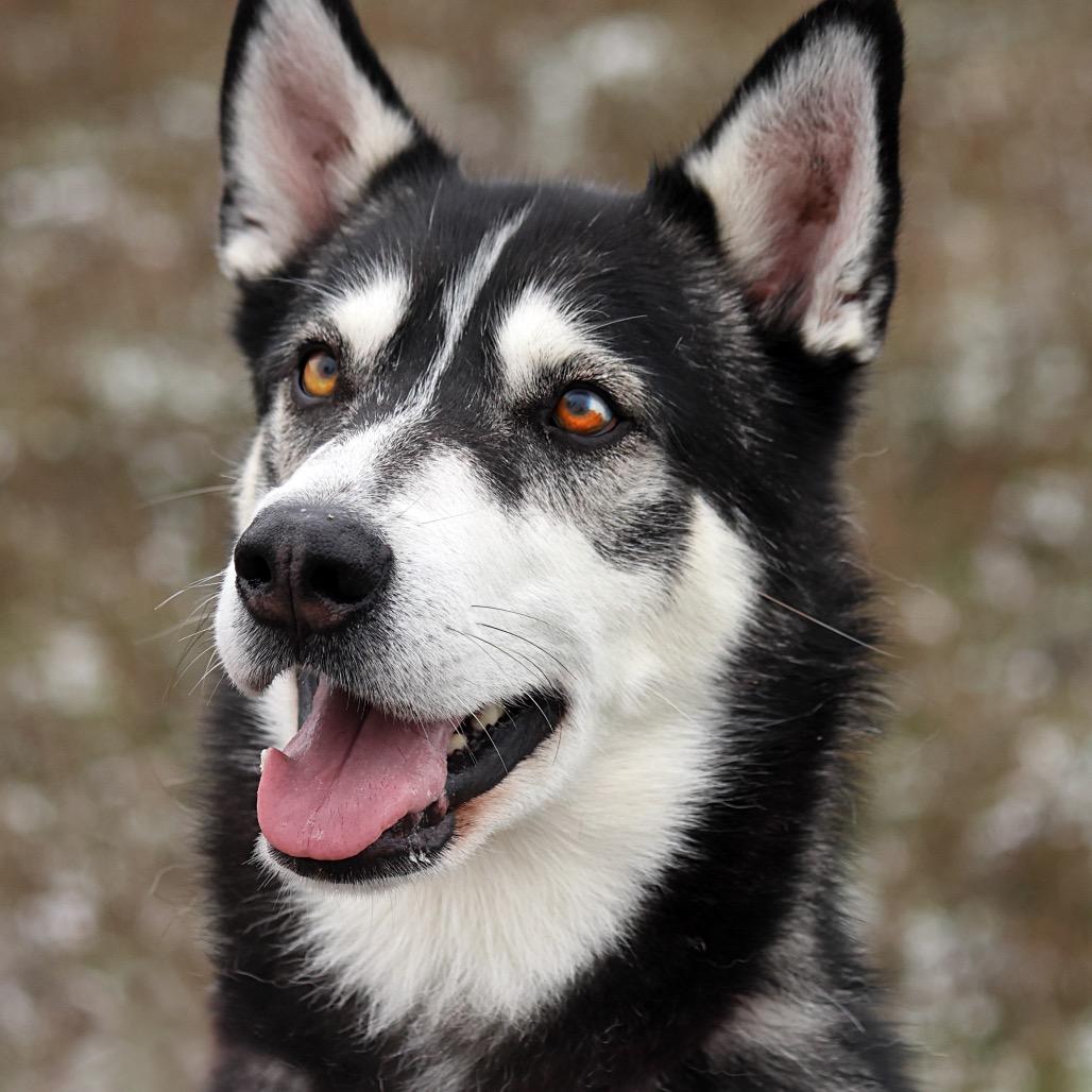 Dakota, Adoptable, Adult Male Mixed Breed.