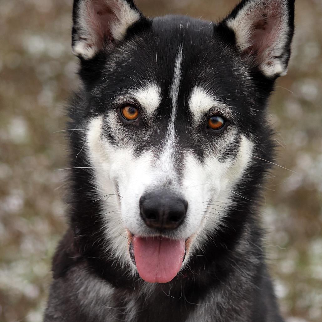 Enlarge Dakota, a Adoptable Mixed Breed in Spokane, WA image 2/6
