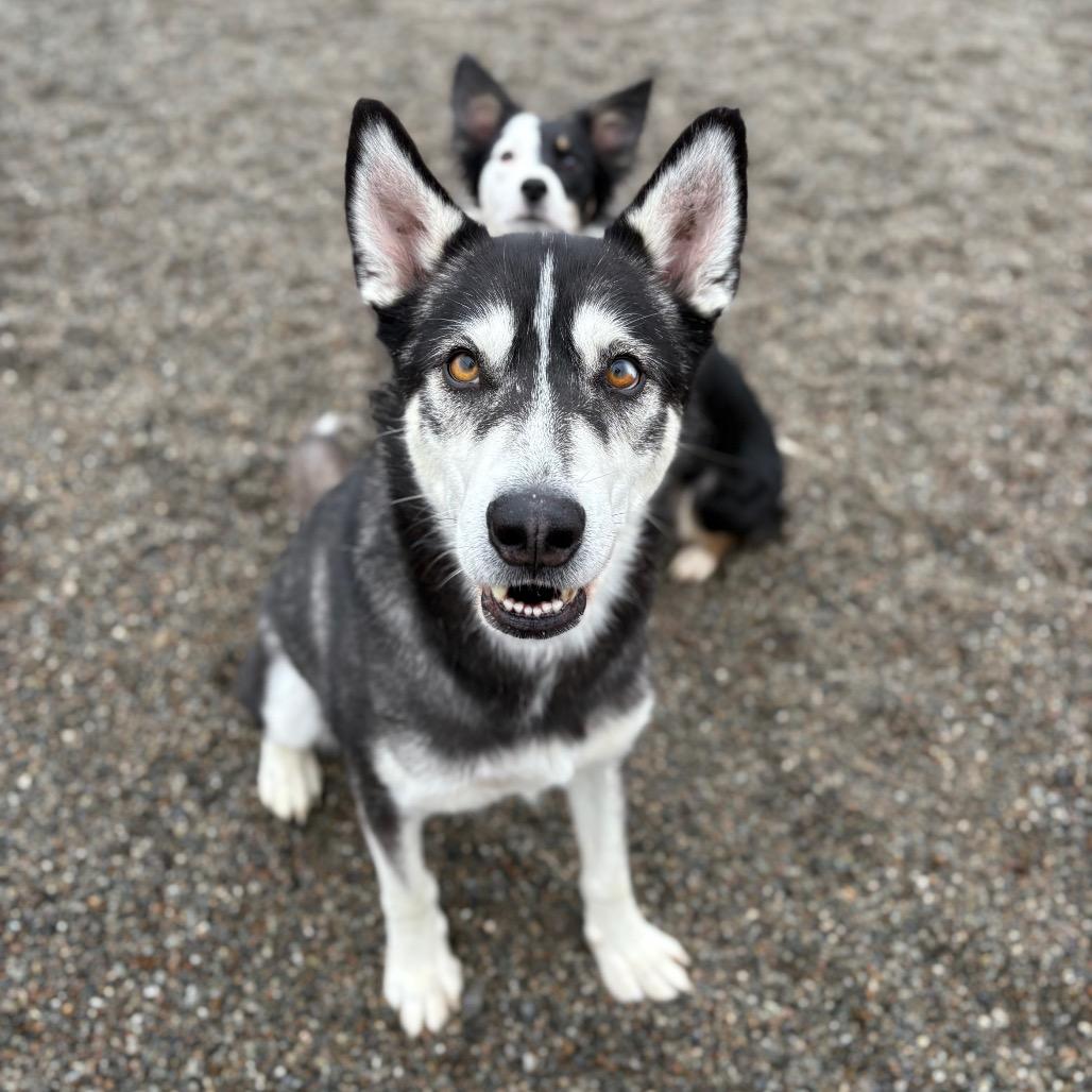 Enlarge Dakota, a Adoptable Mixed Breed in Spokane, WA image 3/6