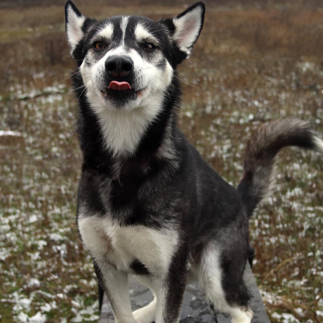 Enlarge Dakota, a Adoptable Mixed Breed in Spokane, WA image 4/6