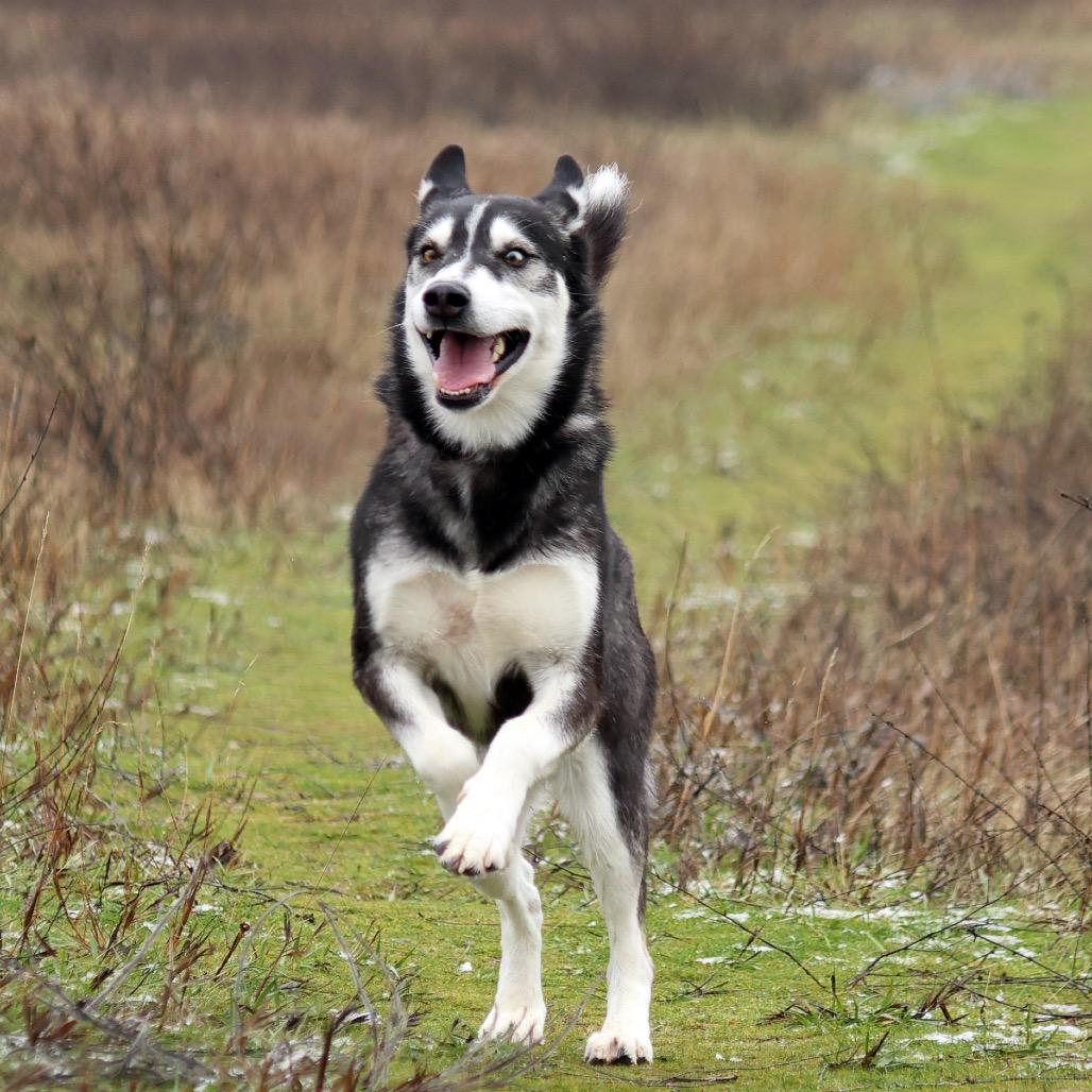 Enlarge Dakota, a Adoptable Mixed Breed in Spokane, WA image 5/6