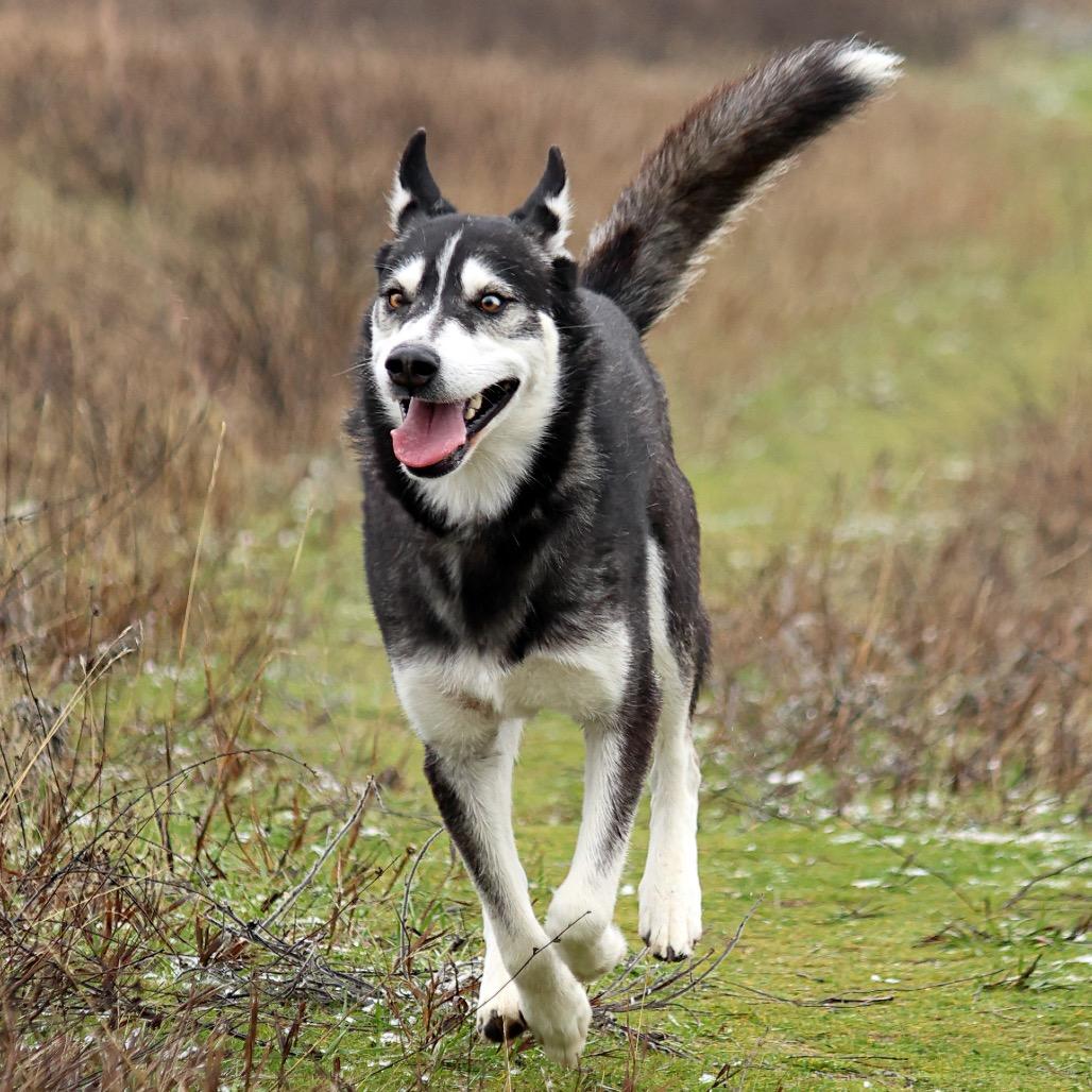 Enlarge Dakota, a Adoptable Mixed Breed in Spokane, WA image 6/6