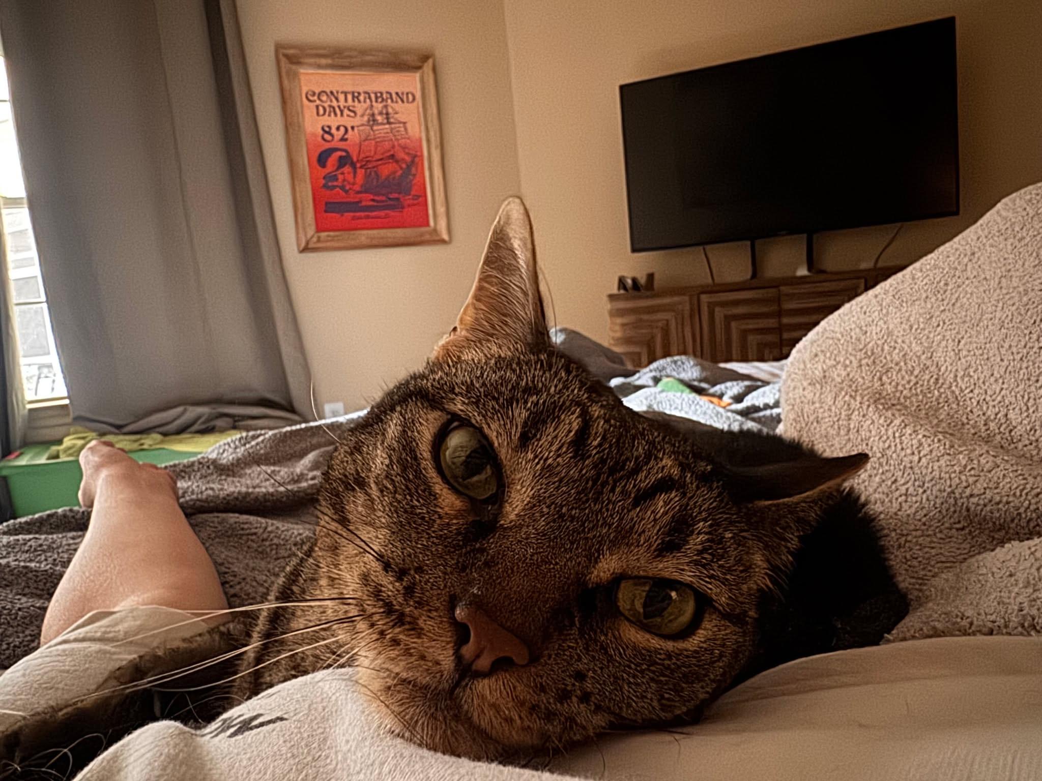 Enlarge Frederick, a Adoptable Domestic Short Hair in Lakewood, CO image 3/6