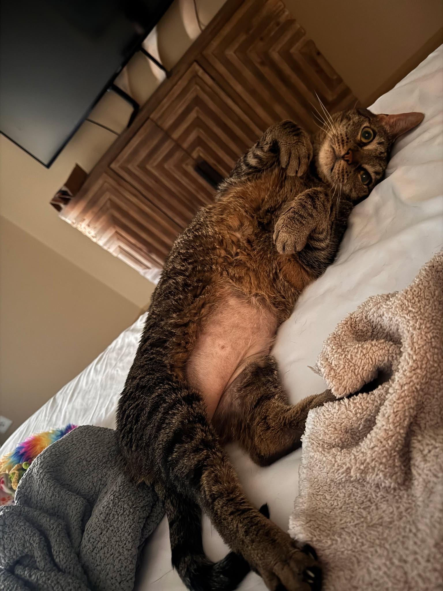 Enlarge Frederick, a Adoptable Domestic Short Hair in Lakewood, CO image 2/6