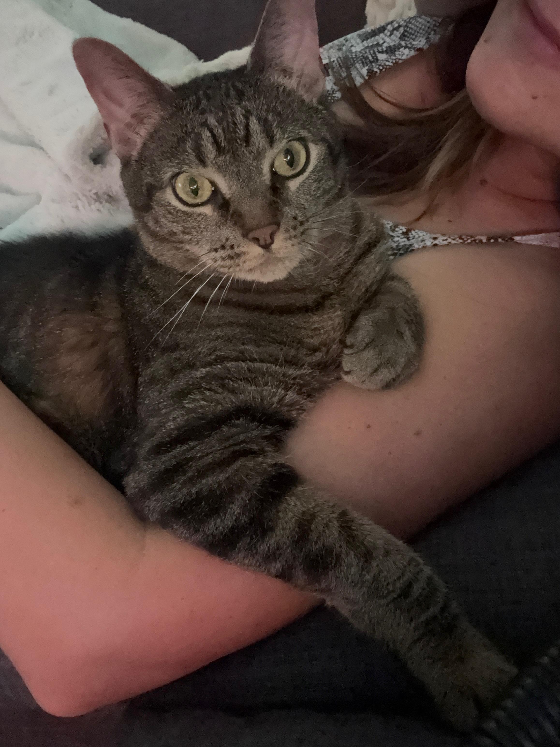 Frederick, Adoptable, Adult Male Domestic Short Hair.