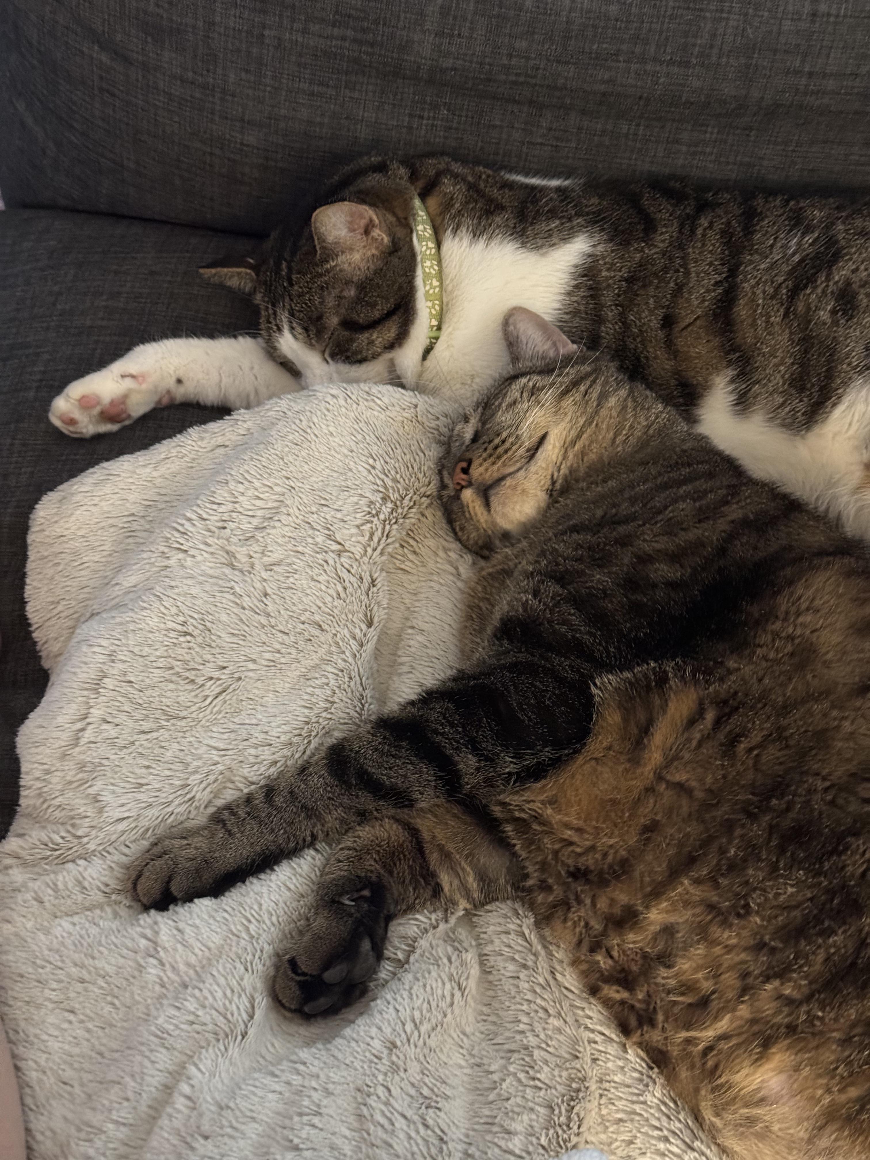 Enlarge Frederick, a Adoptable Domestic Short Hair in Lakewood, CO image 6/6